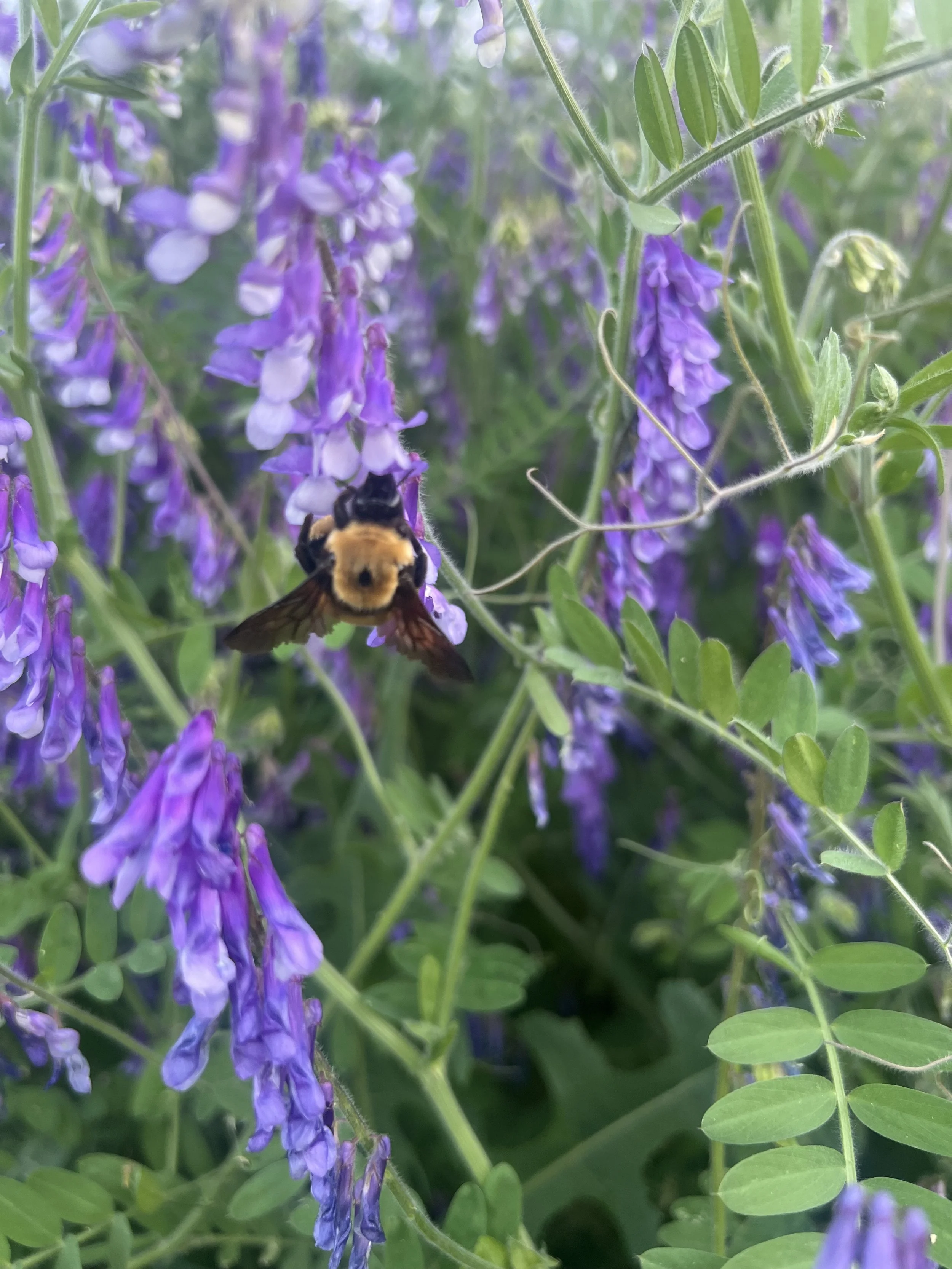 IMG_0804.jpeg