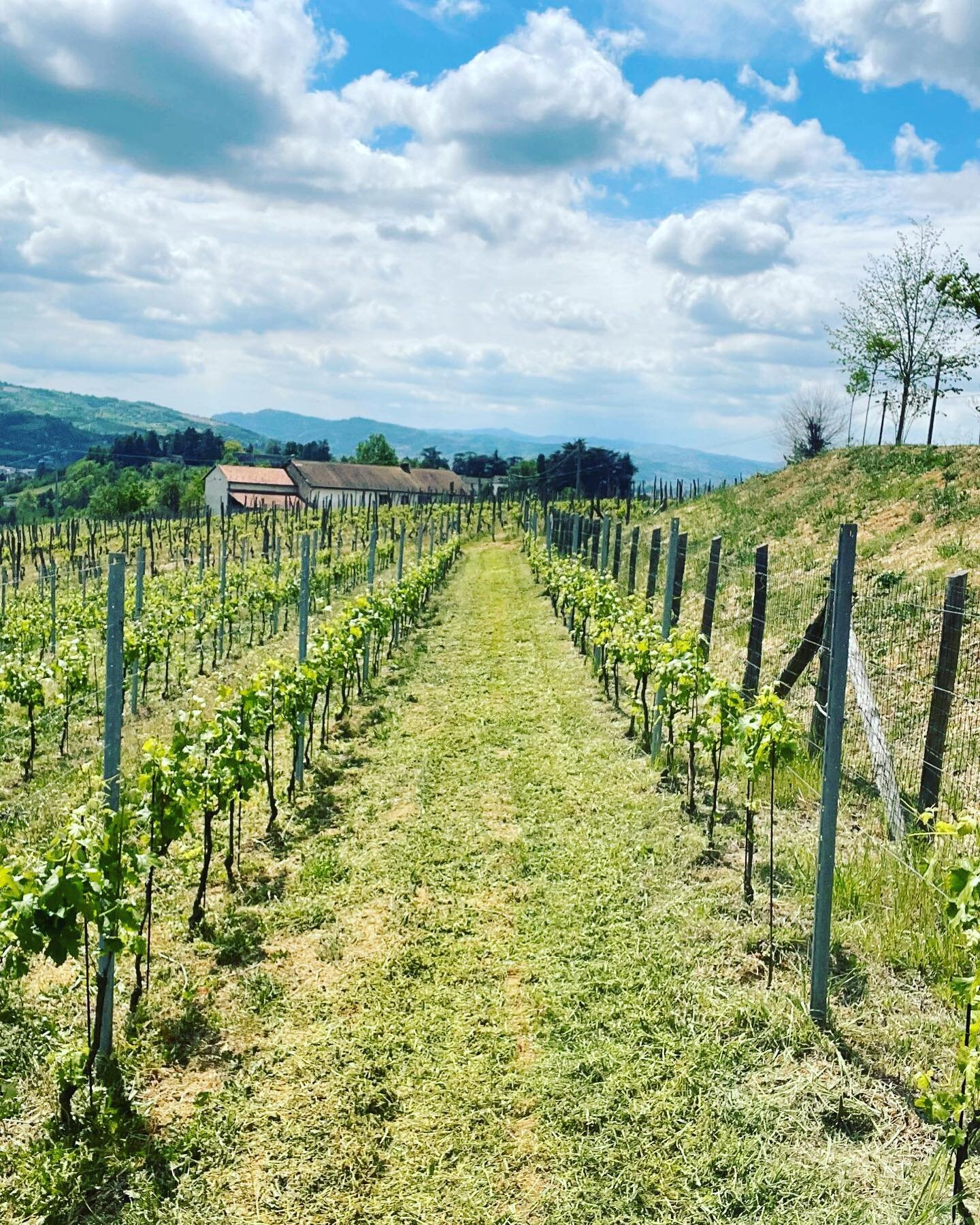 La ragazza si fa bella per l&rsquo;apertura delle degustazioni !
Vi aspettiamo 
#degustazioni #wine #piedmont #winetasting #biologicwine #barberadastidocg