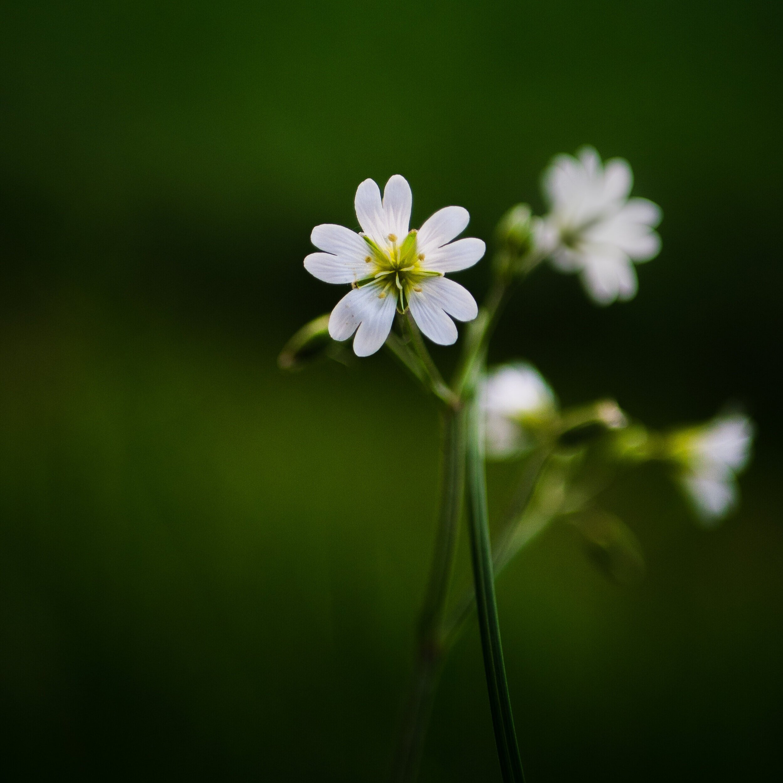 2015 – The year in which my health expired
