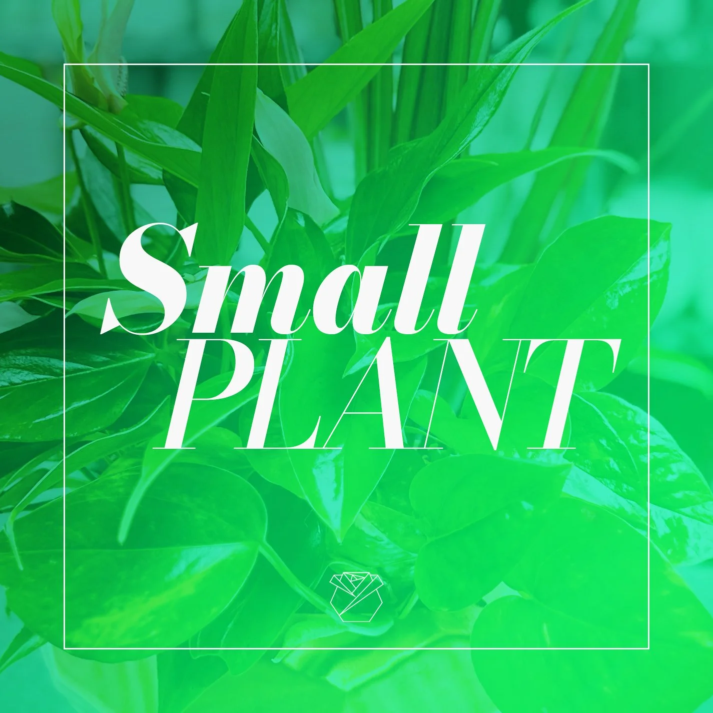 Plant- Small