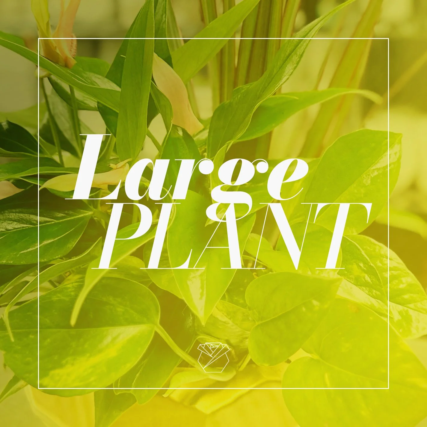 Plant- Large
