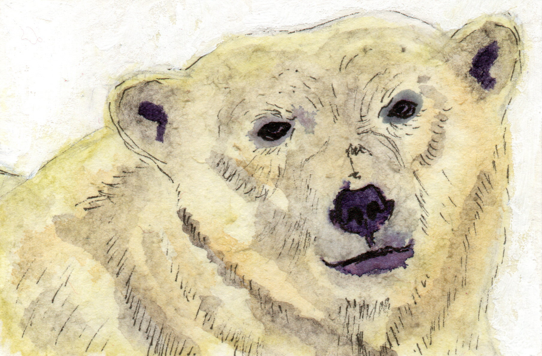 1-Polar Bear.png