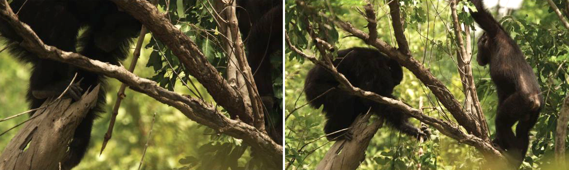 2005-06 | Fongoli, Senegal
