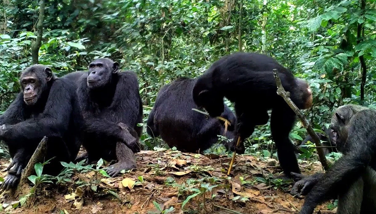 2003-2018 | Goualougo, Congo