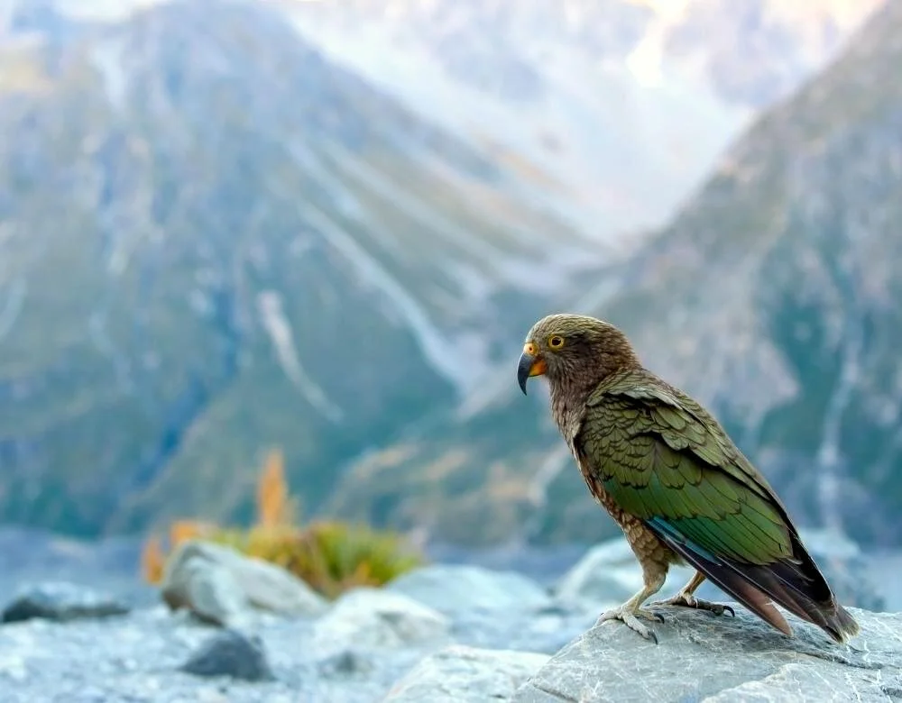 2009 | Murchison Mountains, New Zealand