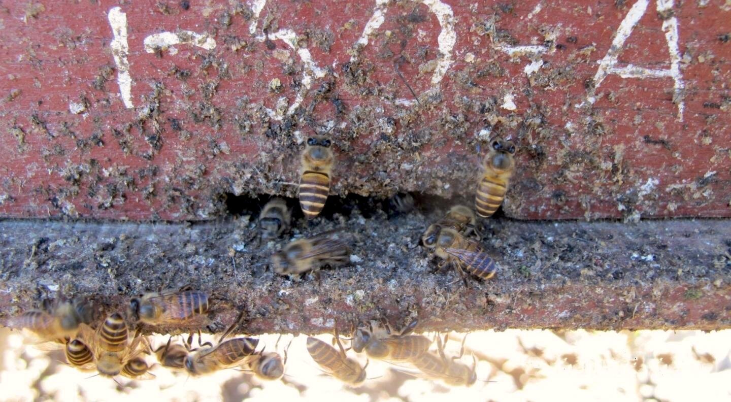 the bee capivara - the capivara club