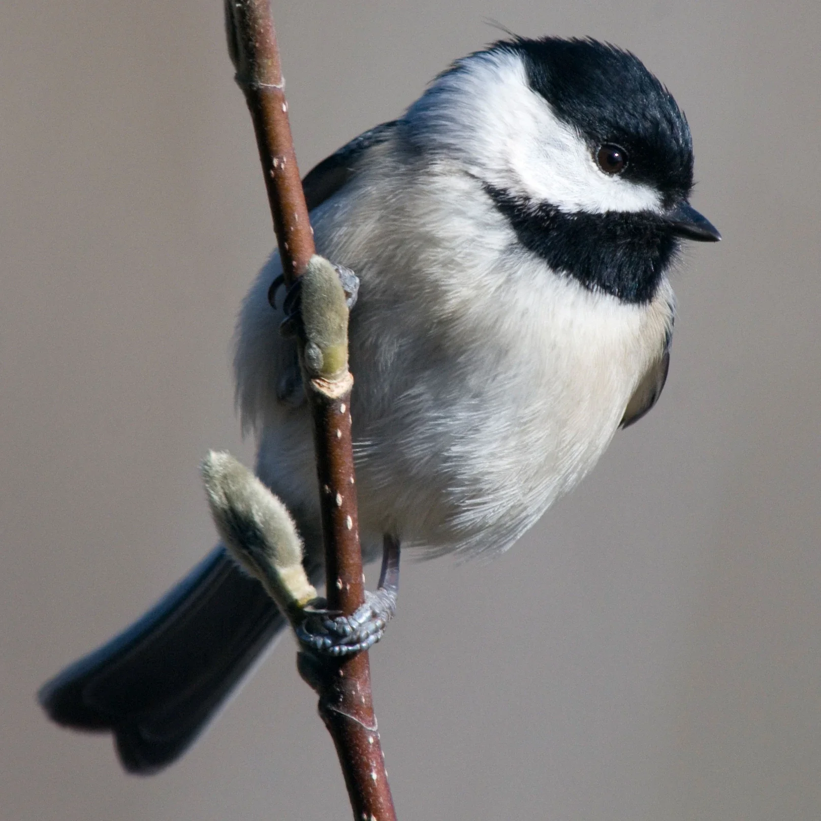 Mystery Chickadee Valentine Print
