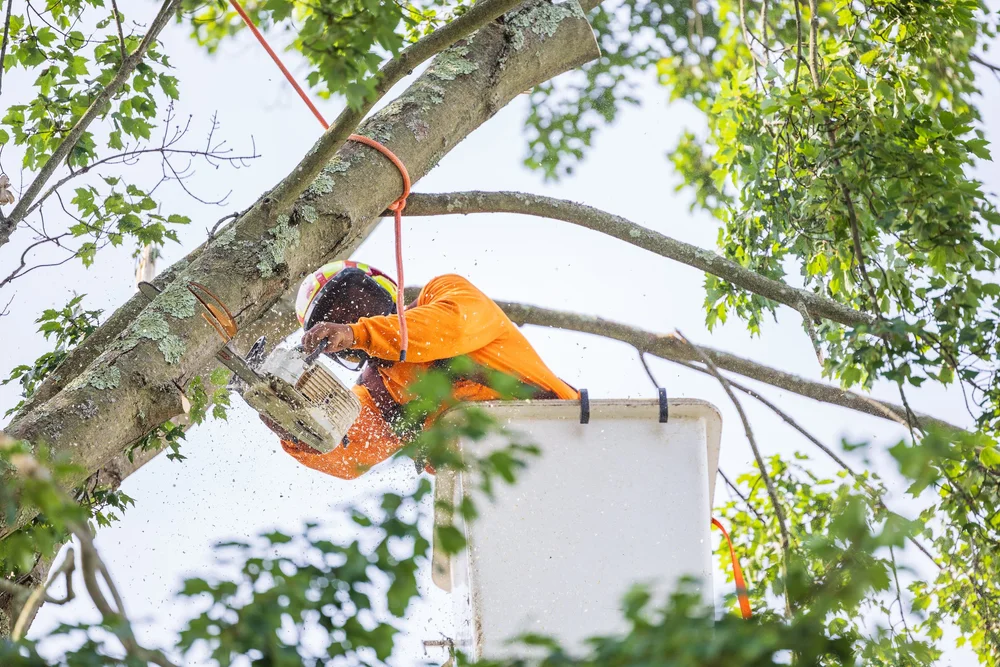 Tree Removal — K&J Tree Service