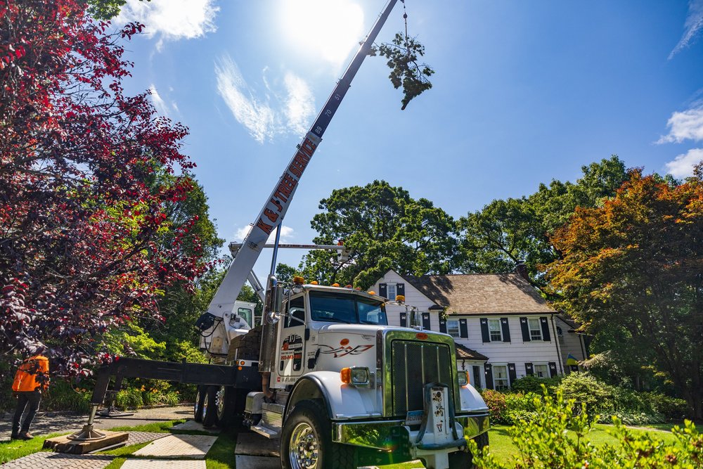 North Haven CT Tree Care — K&J Tree Service