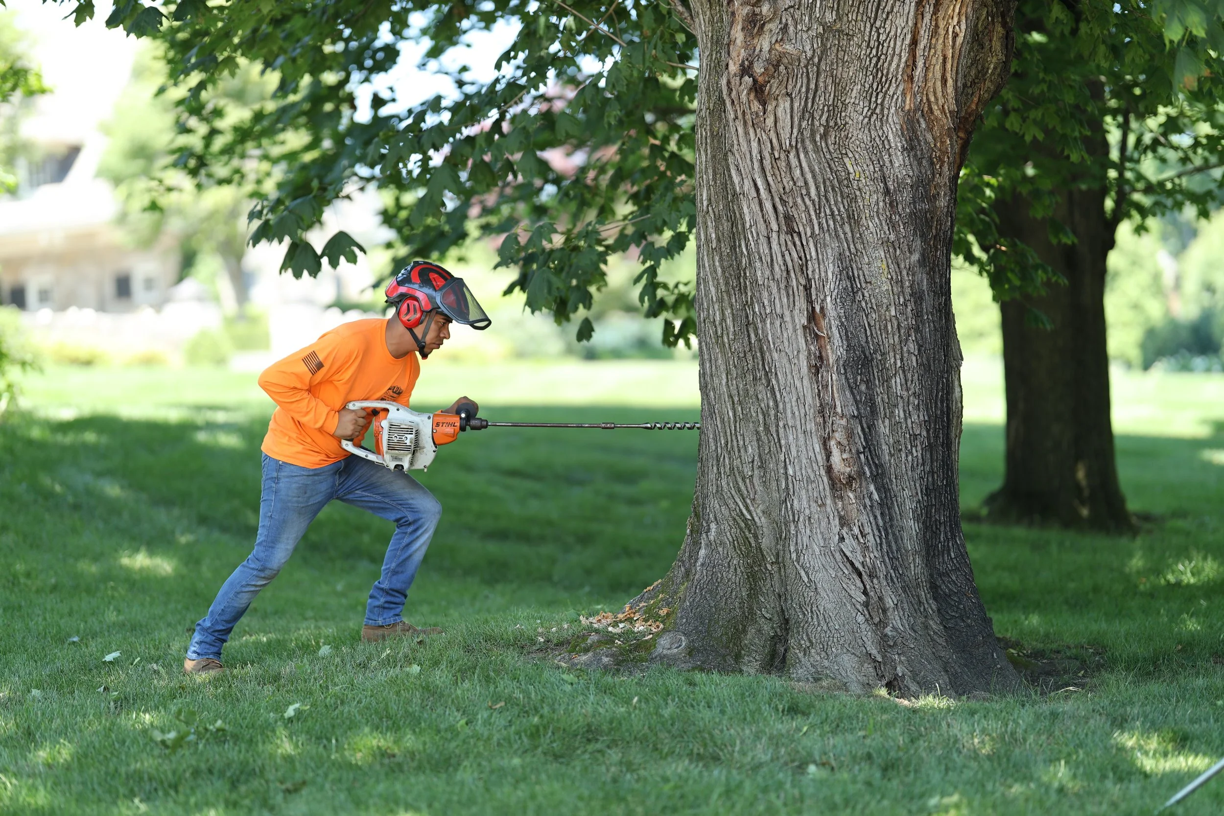 What is Cabling and Bracing? — K&J Tree Service
