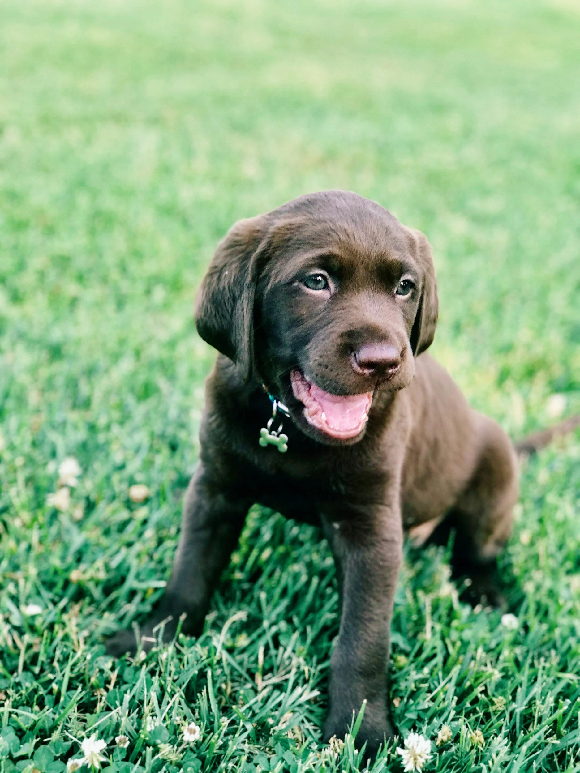 Labrador Retriever Puppy sitting on green grass ready for his first training session