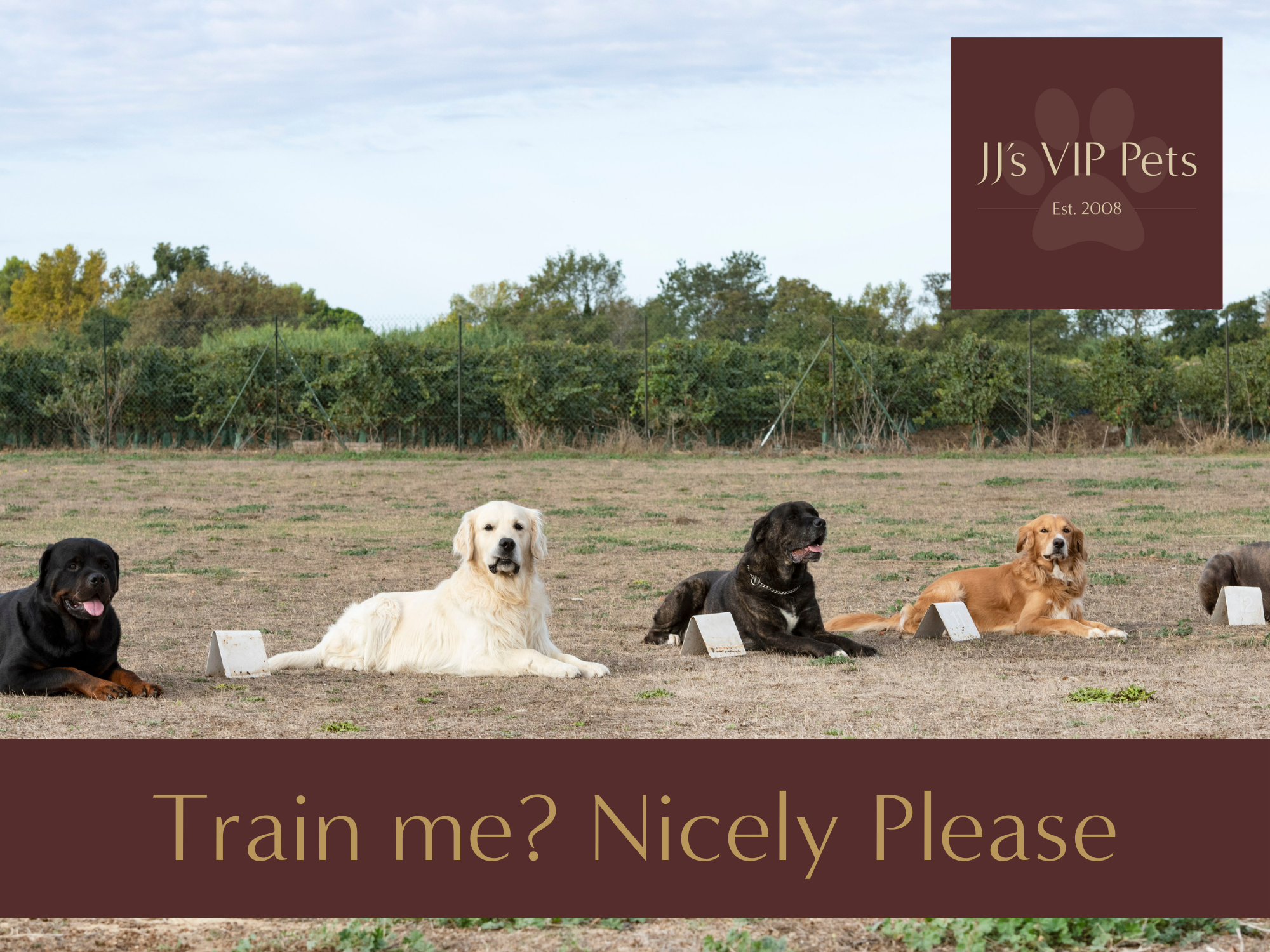 Dogs and Positive Reinforcement Training