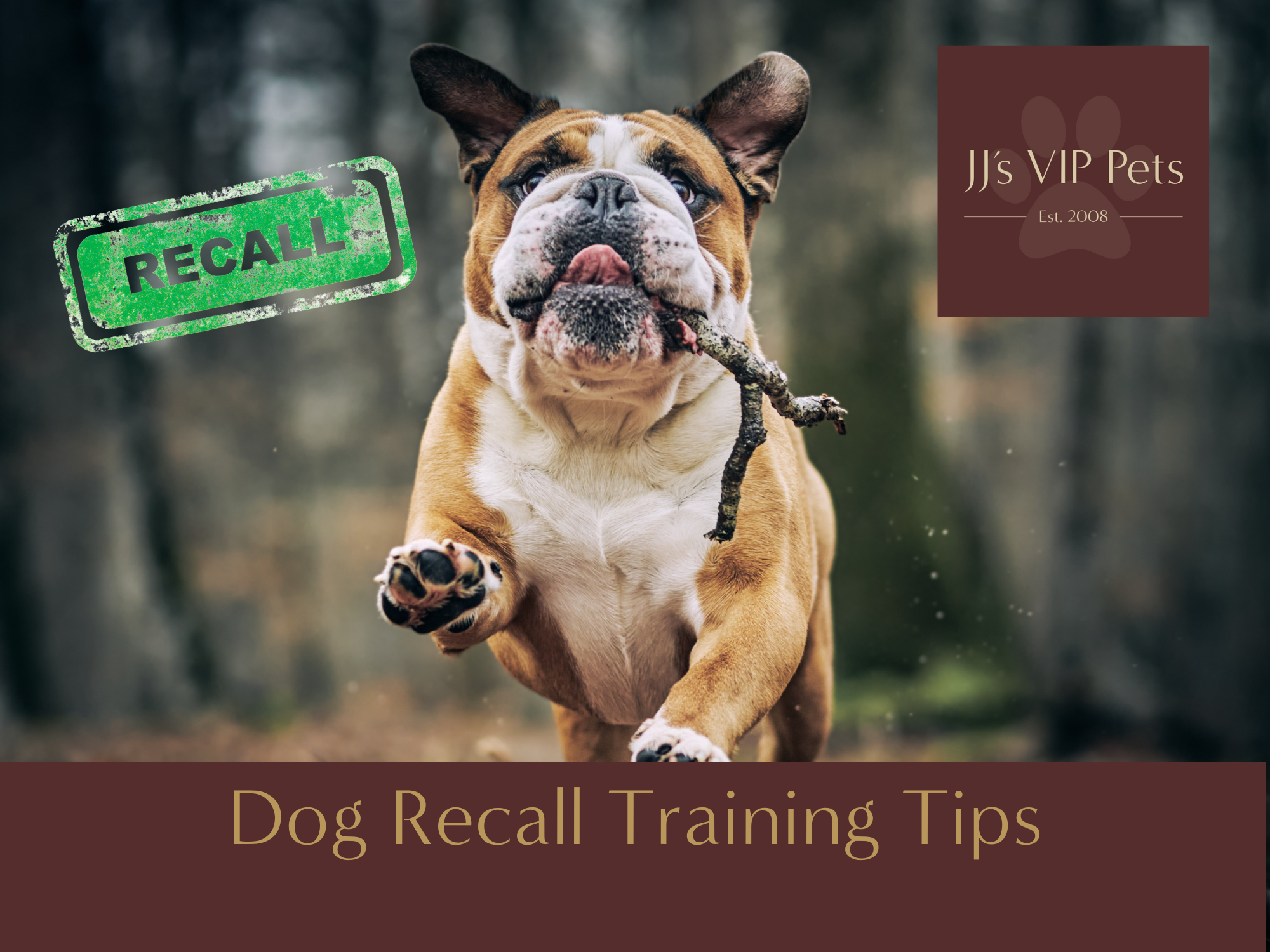 Dog Recall Training Tips