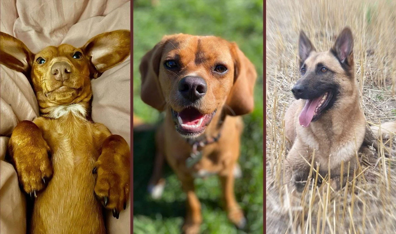 Three happy dogs cared for at JJ's VIP Pets dog day care and boarding in Waltham Abbey