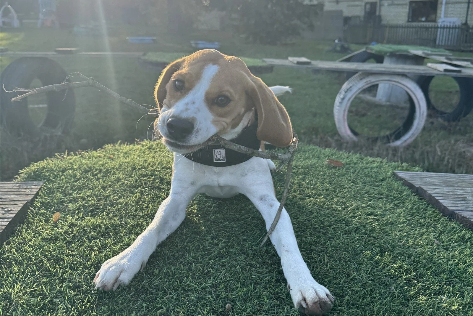 Pippa the beagle from Waltham Abbey, with a stick on the agility course at JJ's VIP Pets