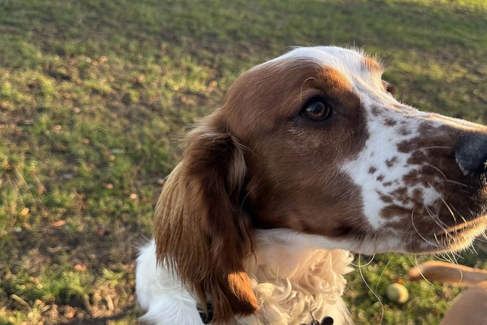 Finn the spaniel from Epping, in the field at JJ's VIP Pets dog day care and boarding