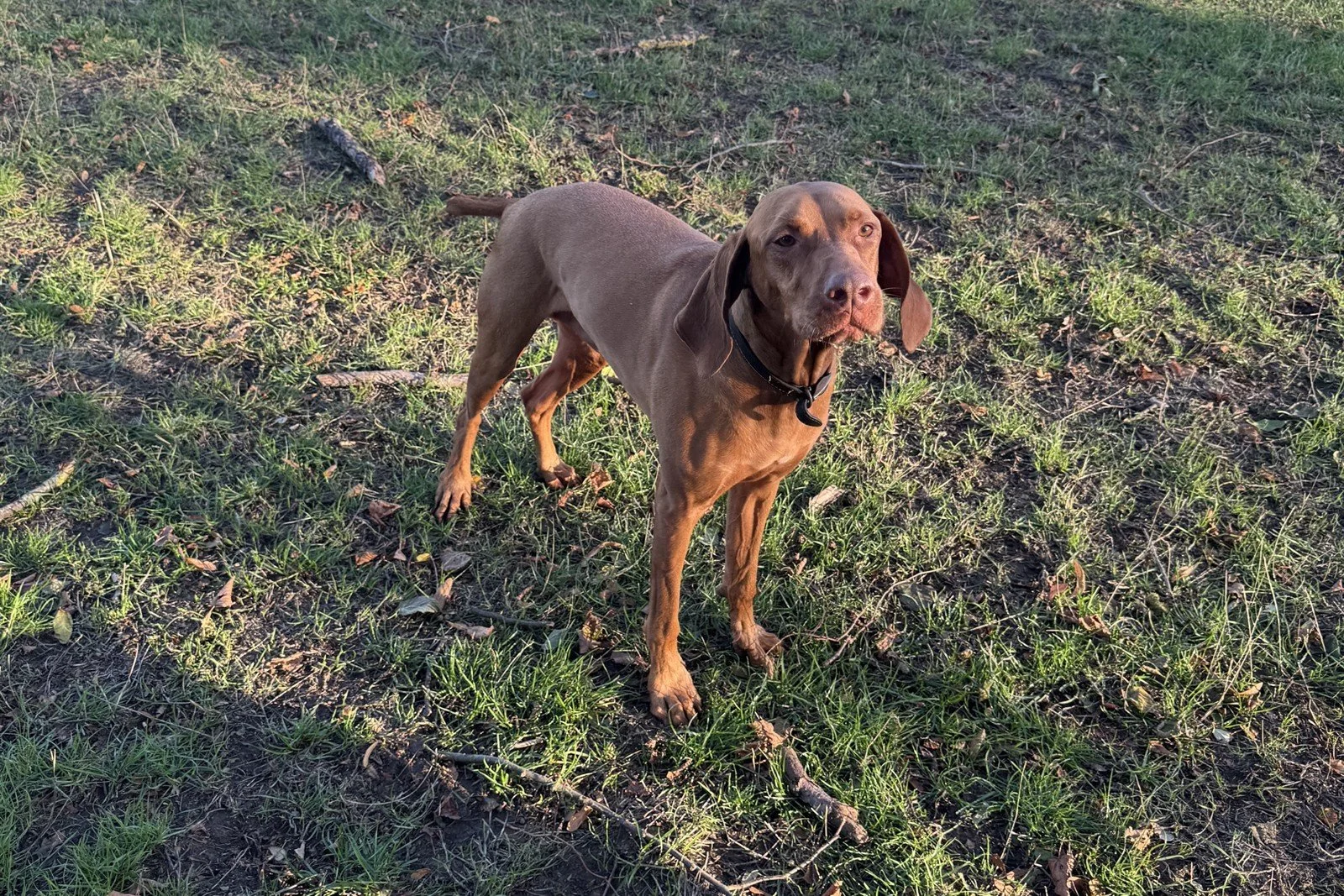 Chewy the big brown hound in the field at JJ's VIP Pets, near Loughton