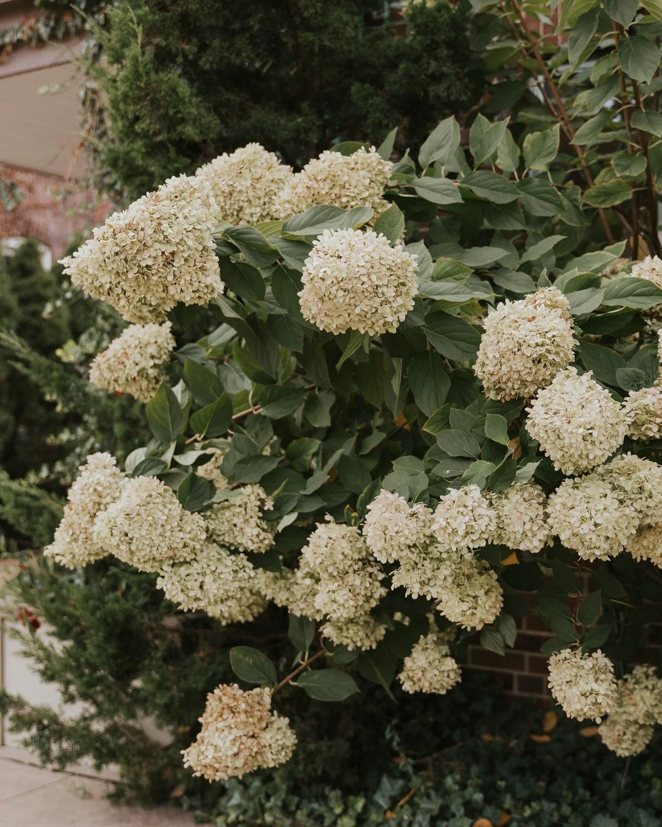 Your venue's supporting details //
.
#weddingphotographer #detailsphotos #missouriwedding #missouriweddingphotographer #stlouiswedding #stlouisweddingphotographer @completeweddingstl