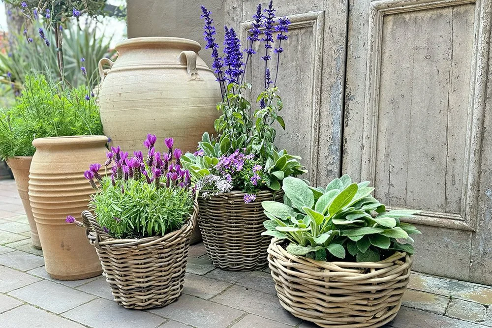 lavender containers horizontal.jpg