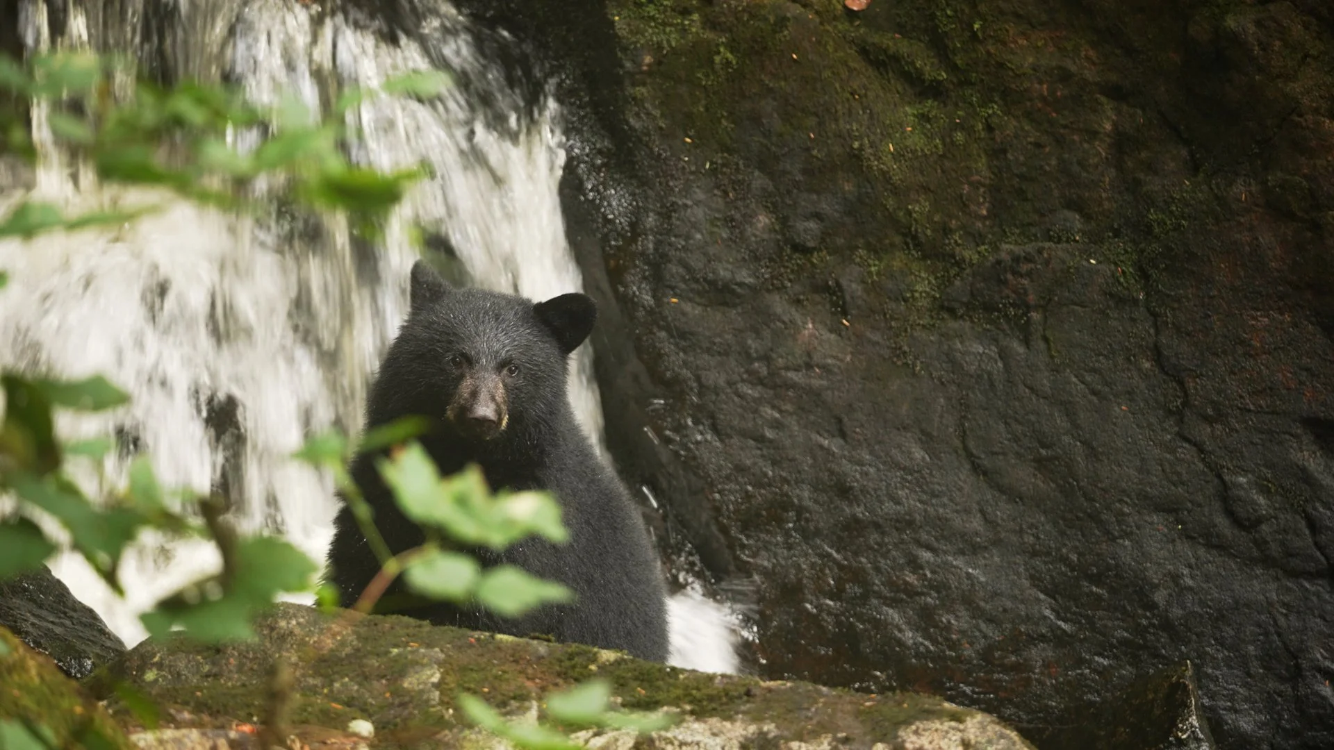 FG_Black Bear Cub Adorable.jpg