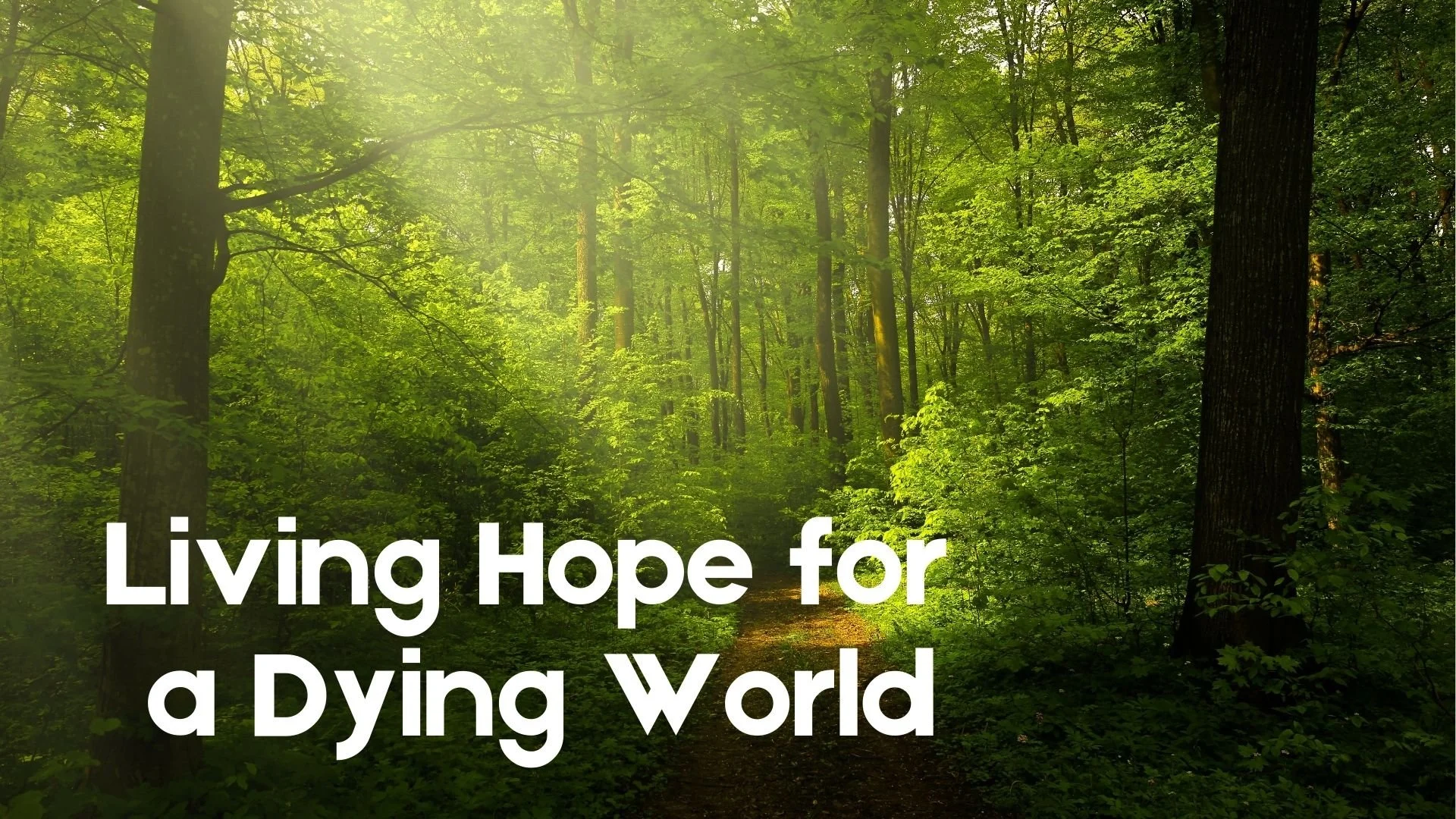 Sunday Morning 