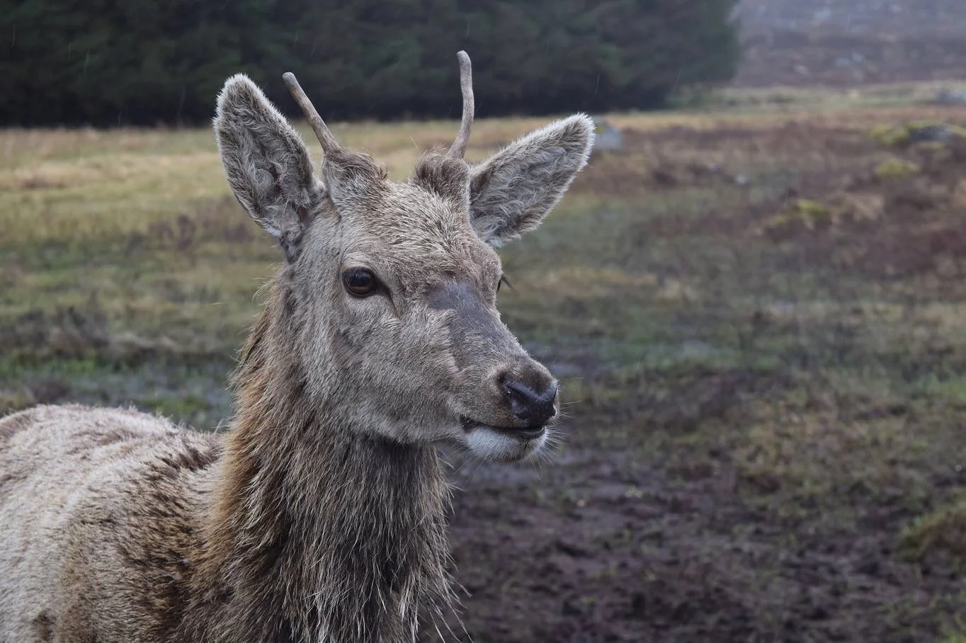 Two more wonderful memories from my year in Scotland, both part of my cyanotype postcard set!! 
Details of the postcards can be found on my previous post.

Photo One- a wild deer in Glen Coe, Scotland
Photo Two- Cliffs of Yesnaby, Orkney Islands, Sco