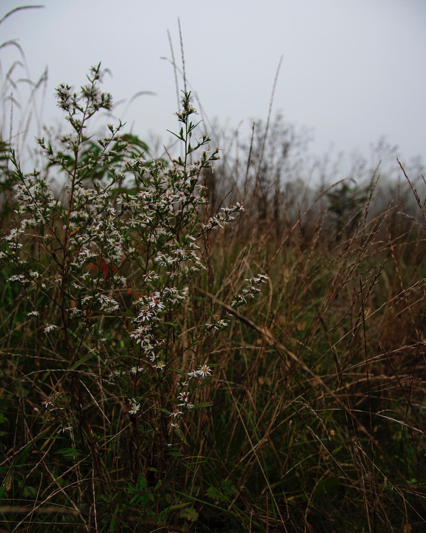 &ldquo;You belong among the wildflowers&rdquo;

Seeing a meadow of wildflowers and over-grown plants just makes me so happy. The colours are beautiful and seeing all of the bees and bugs so happy is just wonderful!
. . . . .
#photography #photo #natu