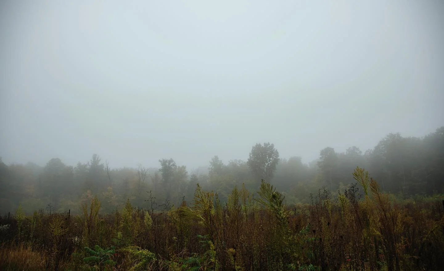 &ldquo;This is a place I can willingly get lost in.&rdquo;

The fog through the meadow and trees looks so magical, like a fairy tale.
. . . . .
#photography #photo #nature #naturephotography #meadow #wildflowers #magical #fairytale #fantasy #wallacep