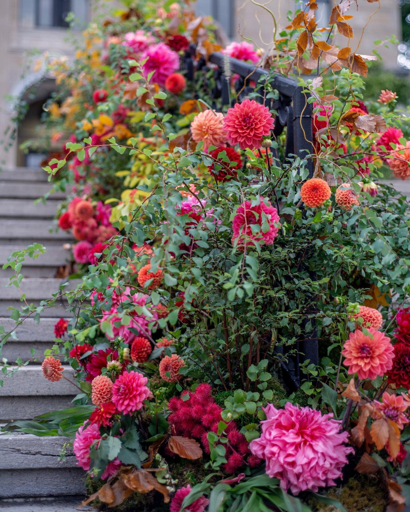 Fleurs de Villes, Niagara Falls, ON

Floral Railings, created by @feederflowerfarm.

. . . . .
#fleursdevilles #fleursdevillesniagarafalls #fleursdevilles2021 #floral #floralphotography #niagara #niagarafalls #feederflowerfarm #wallacephotography