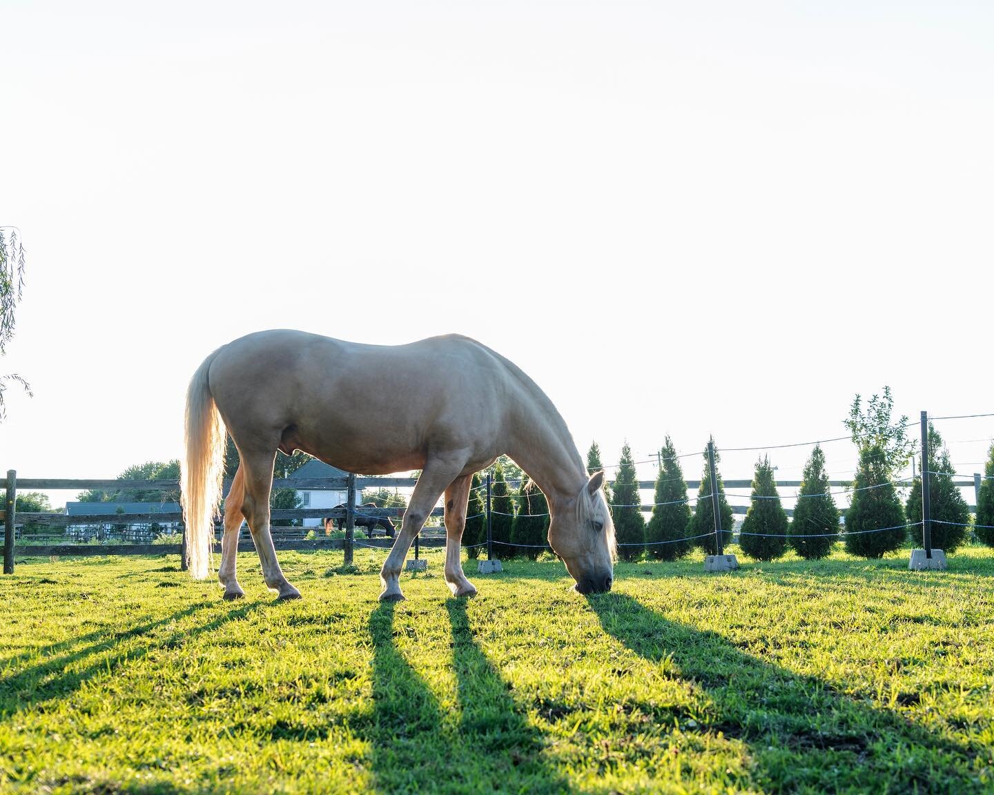 &ldquo;Hi ho, Silver!&rdquo;

Silver, August 2021
. . . . .
#photography #photographer #horse #equestrian #horsephotography #portrait #portraitphotographer #dressage #andalusian #andalusianhorse #palomino #niagara #summer #wallacephotography