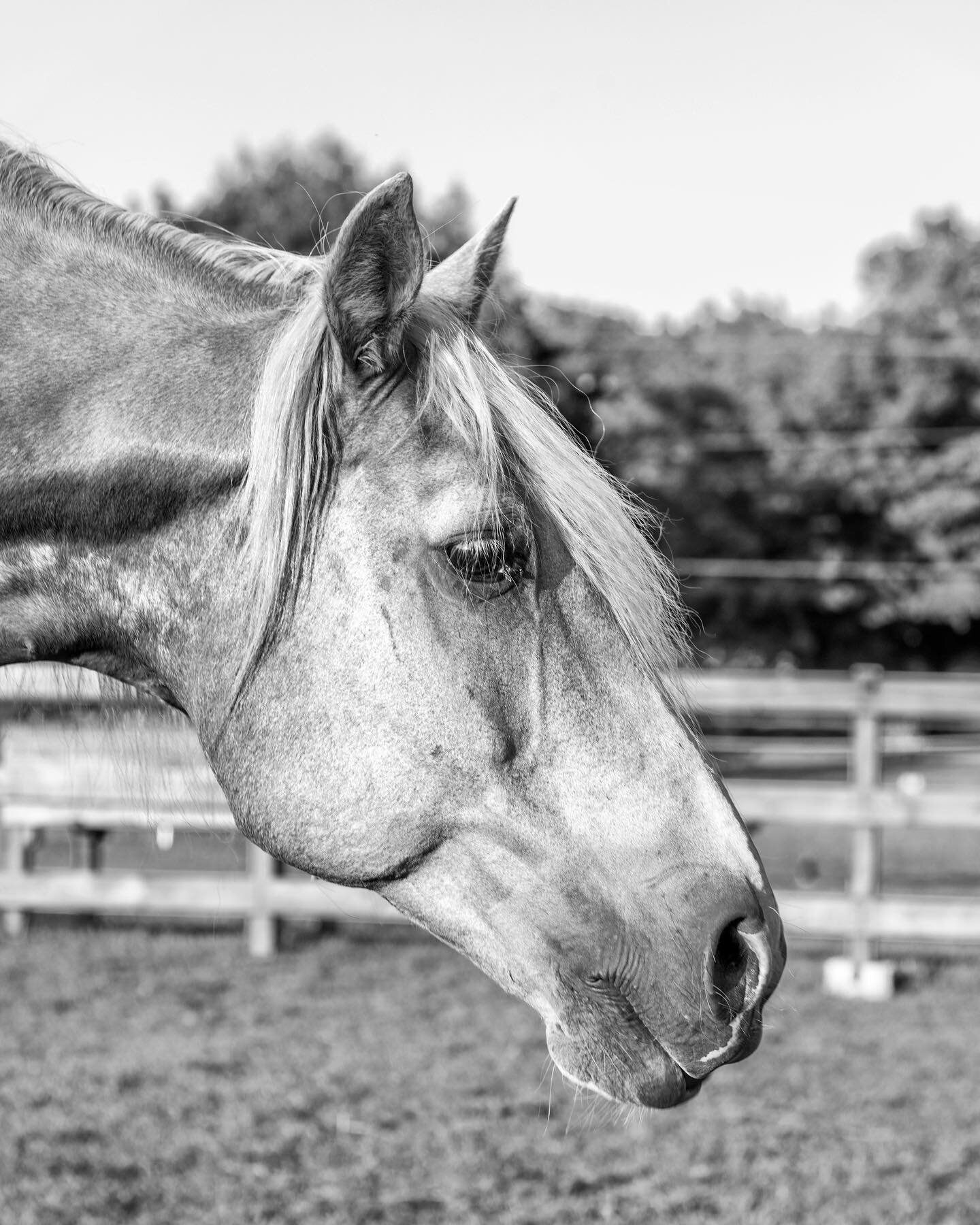 Silver | B&amp;W
August 2021

Huge thanks to my riding instructor, Joanne, for letting me take my camera after my lesson and lay in Silver&rsquo;s field taking portraits of him.  I&rsquo;ve found that he notices when a camera is on him and will pose 
