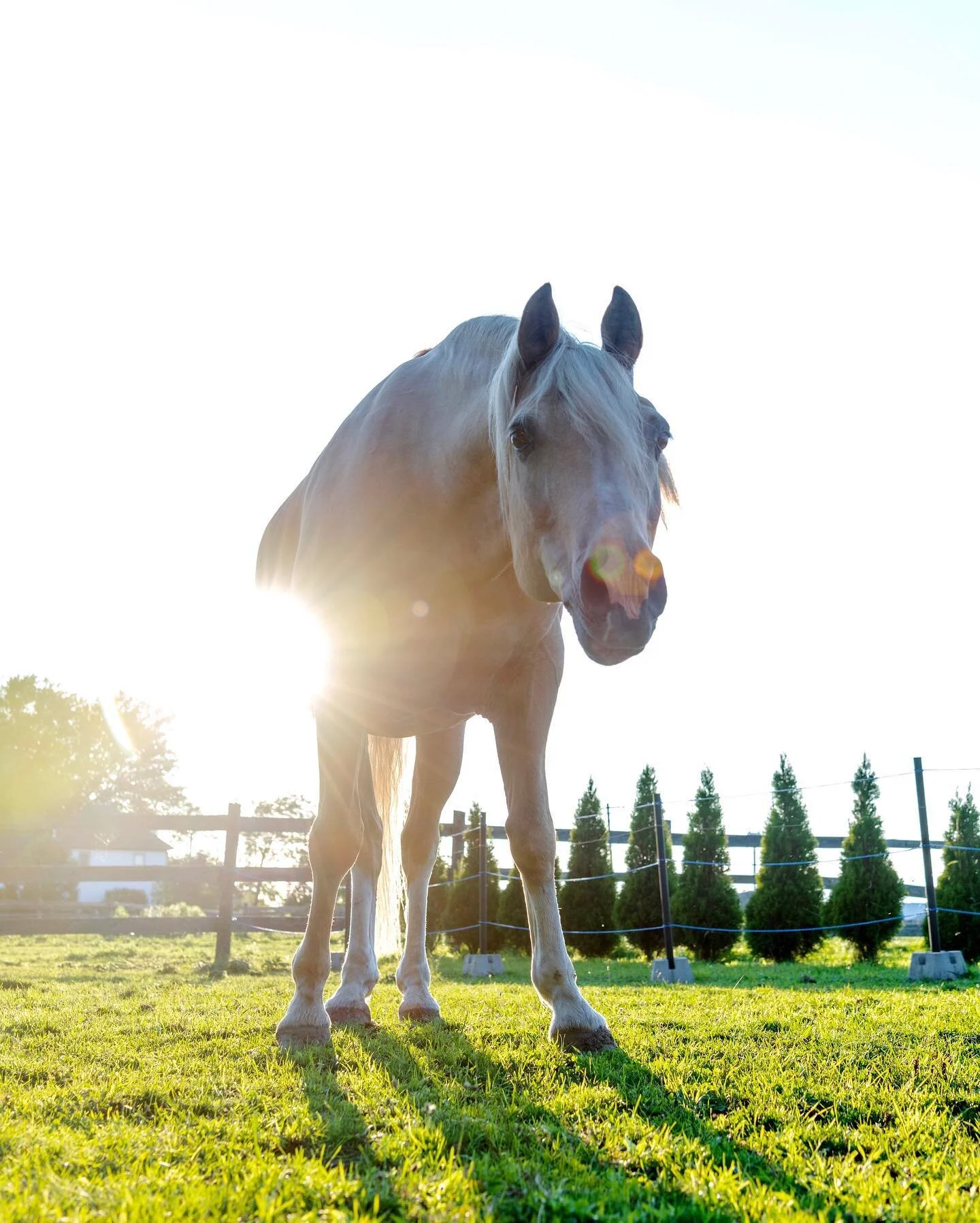 Silver, August 2021

I started up with my riding lessons this summer after nearly seven years out of the saddle, and I&rsquo;m happy to report that it feels like I&rsquo;ve never stopped!
Silver is a beautiful, spunky boy who likes to steal carrots a