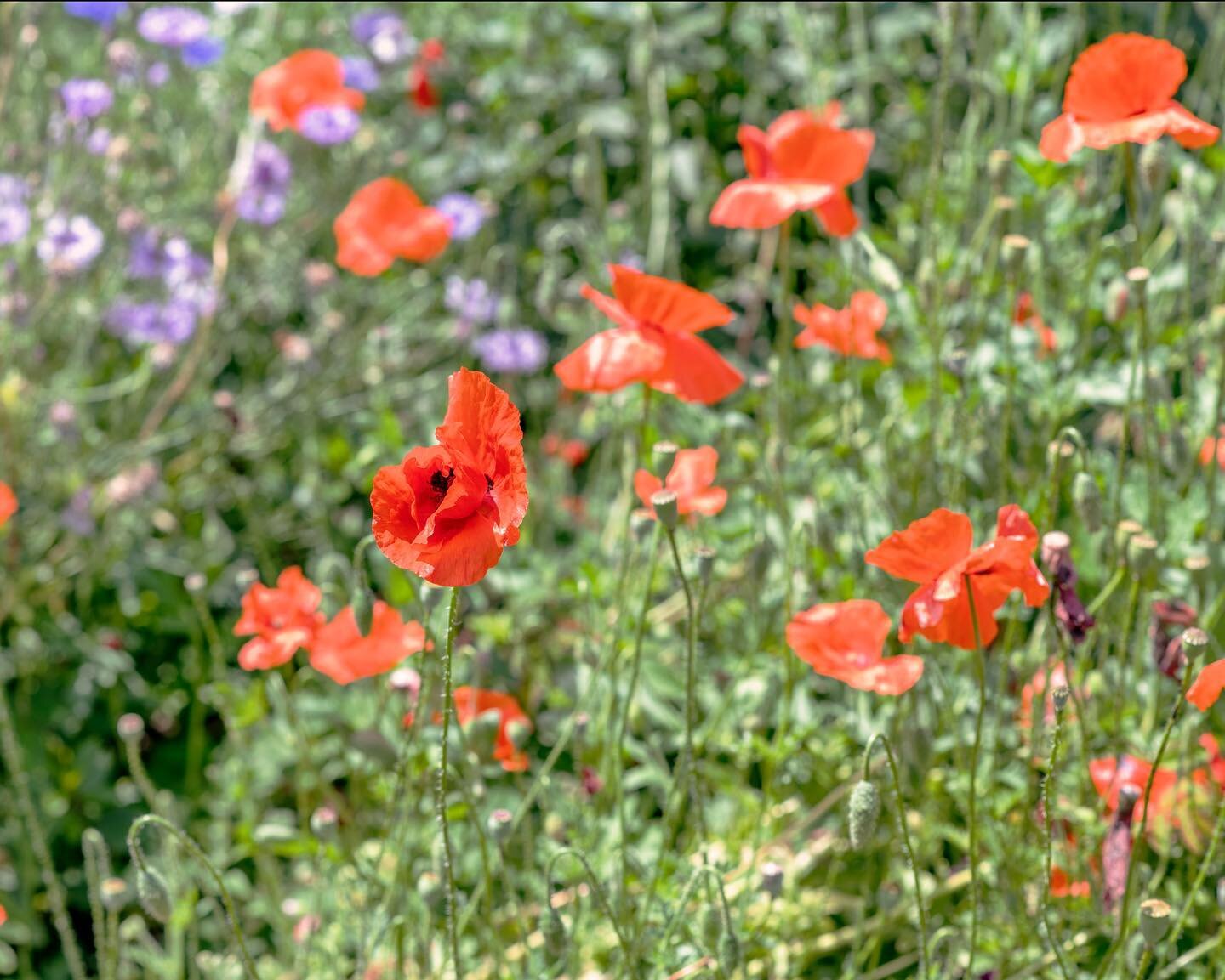 what a pretty poppy

The Niagara Botanical Gardens also has a lovely perennial garden and the poppies were in full swing. 
When I have my own garden I&rsquo;ll have lots of wildflowers as well as Ontario native perennials to promote pollination.
. . 