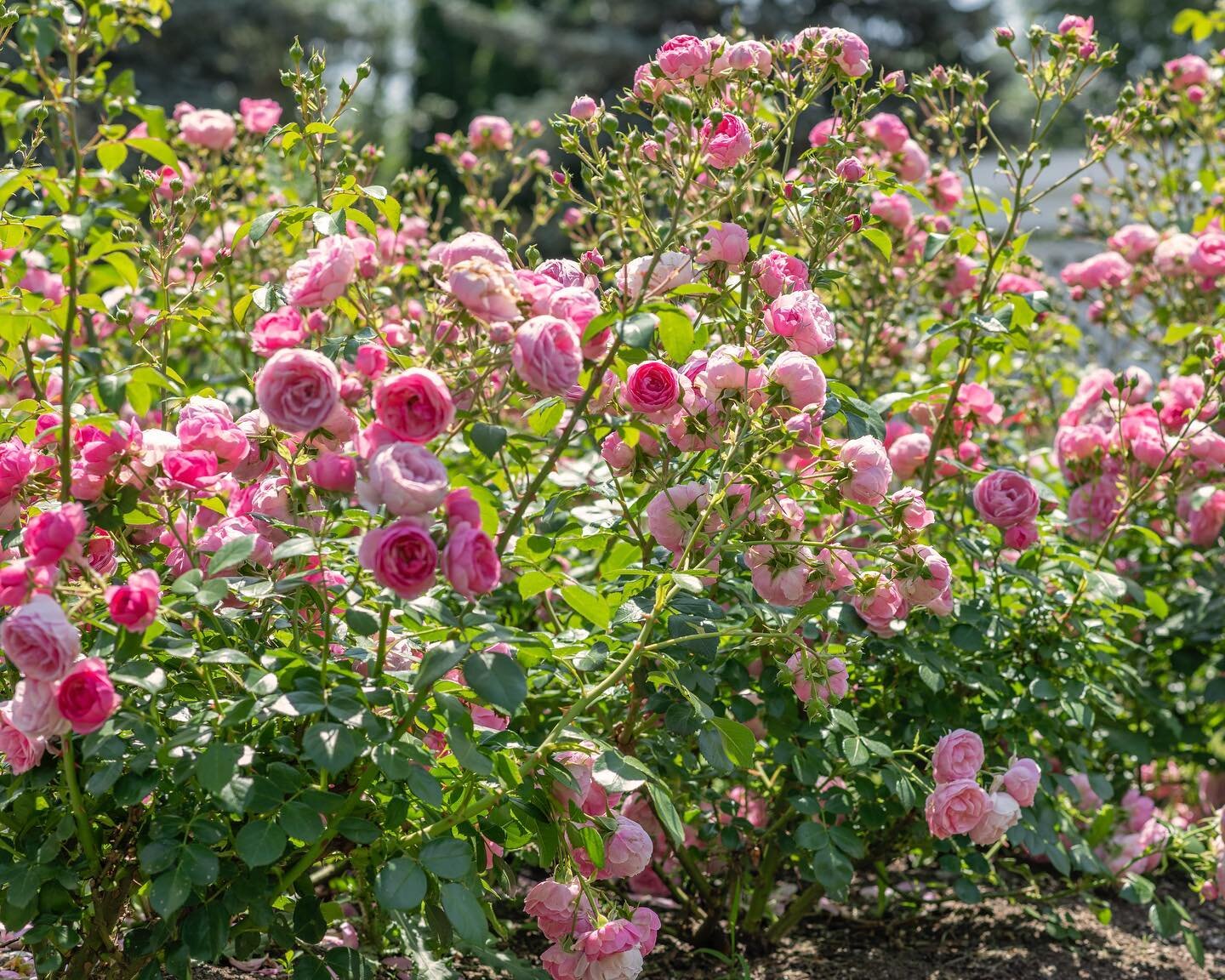 Roses are my favourite flower.  Every mid-June and early August, we take a trip to the Niagara Botanical Gardens in Queenston to walk through the rose gardens. I make sure to smell every variety they have, and my absolute favourites are peach and whi