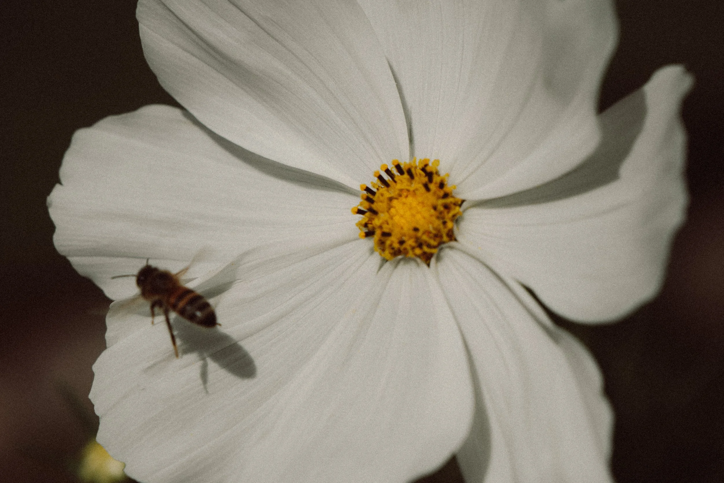 bee on flower-2.jpg