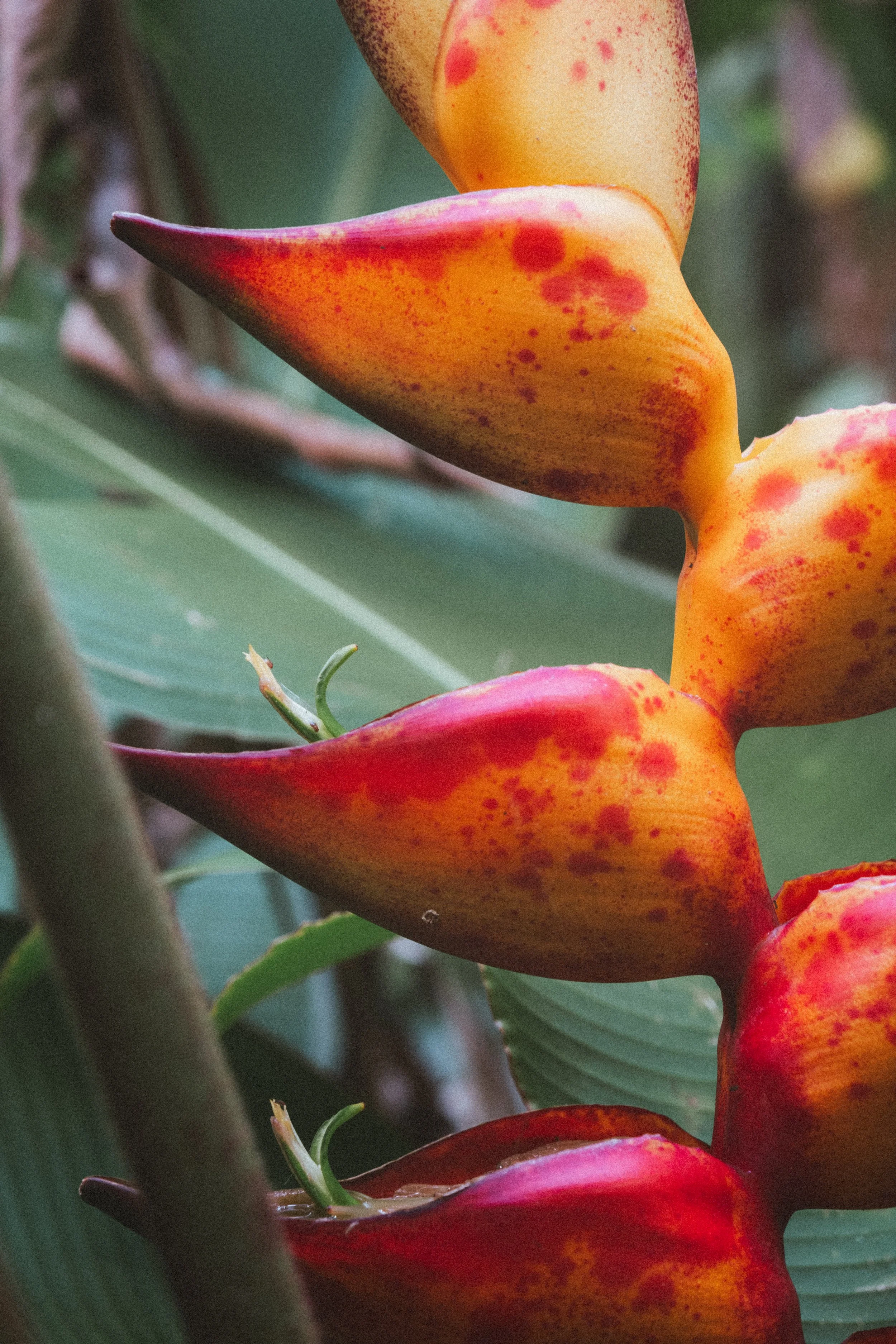 Hawaii Plant 