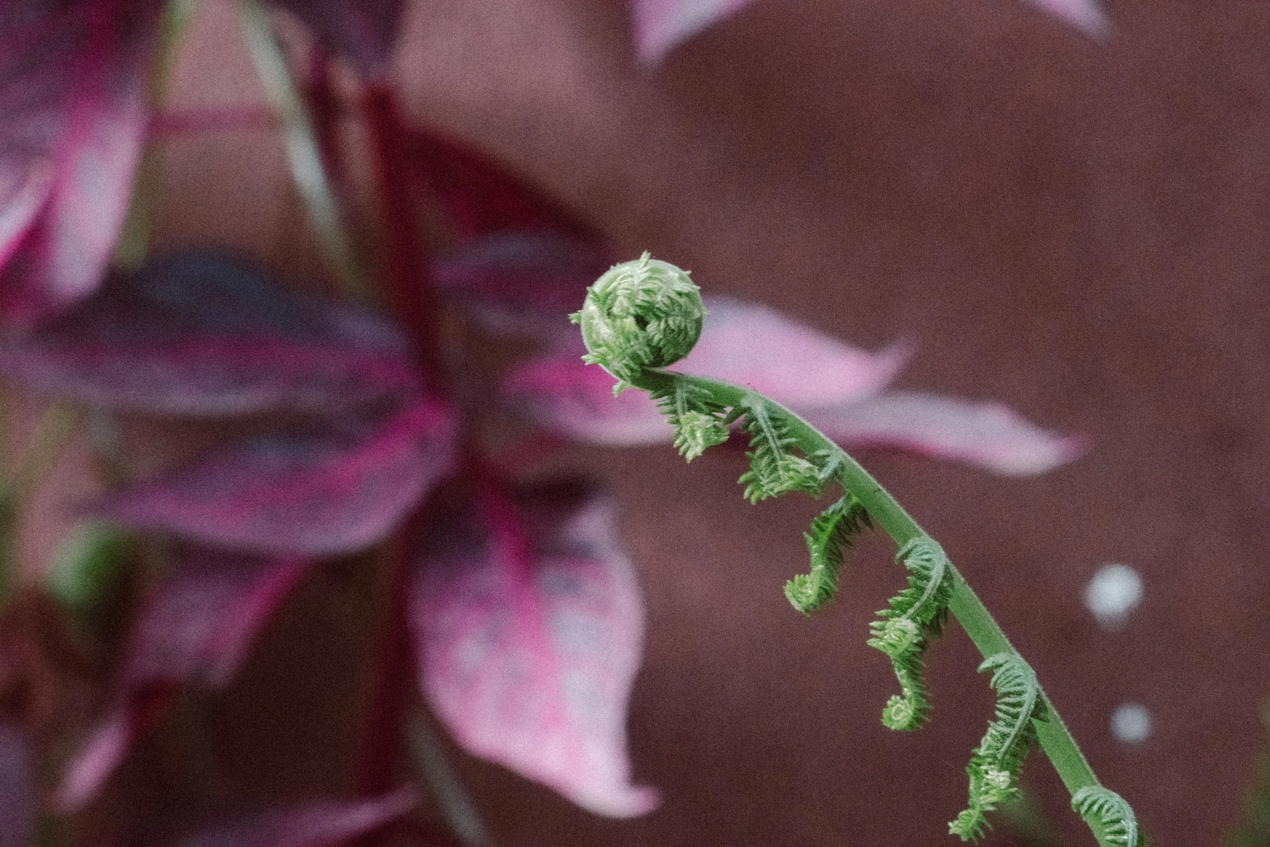 fern-3.jpg