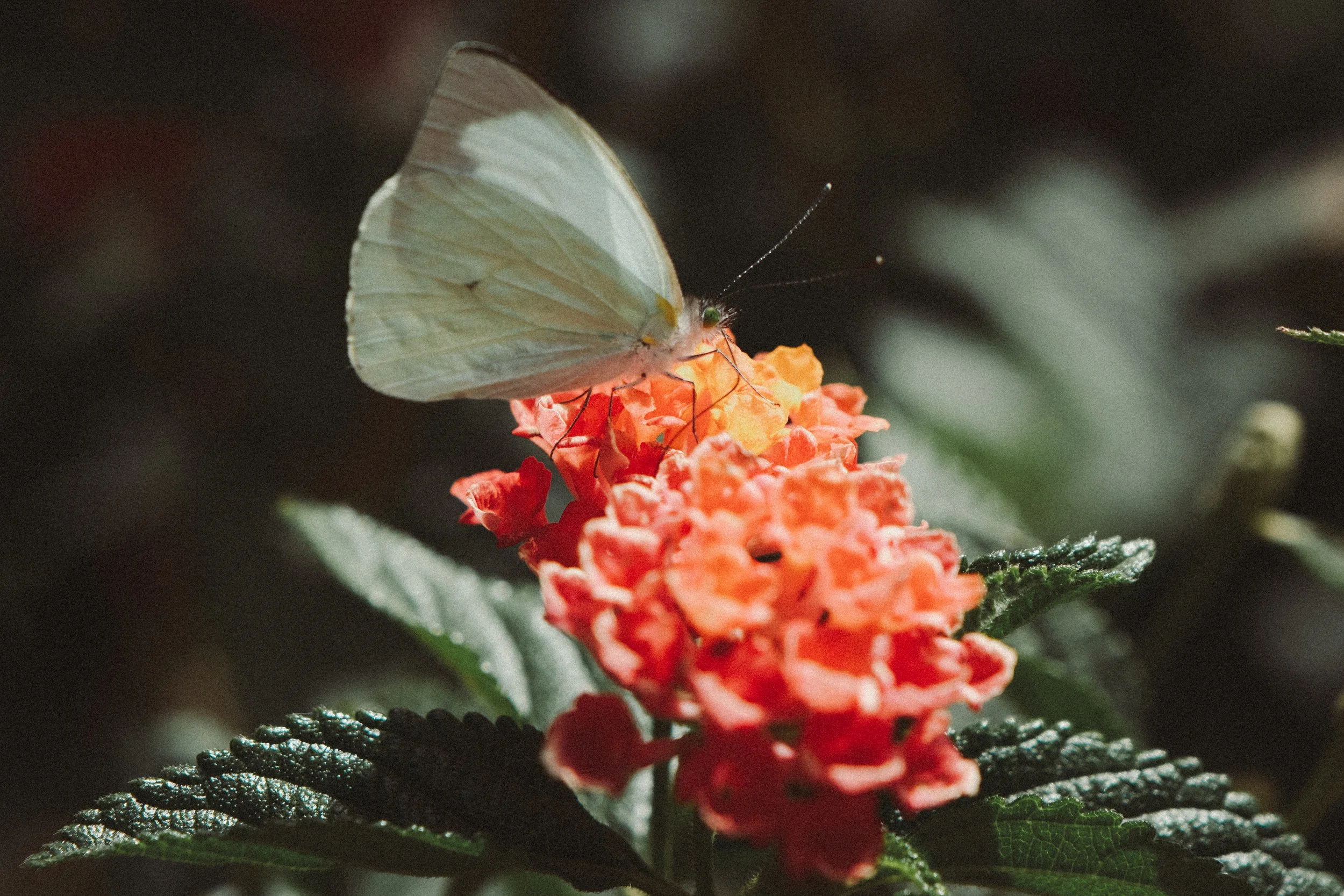 moth on flower-1.jpg