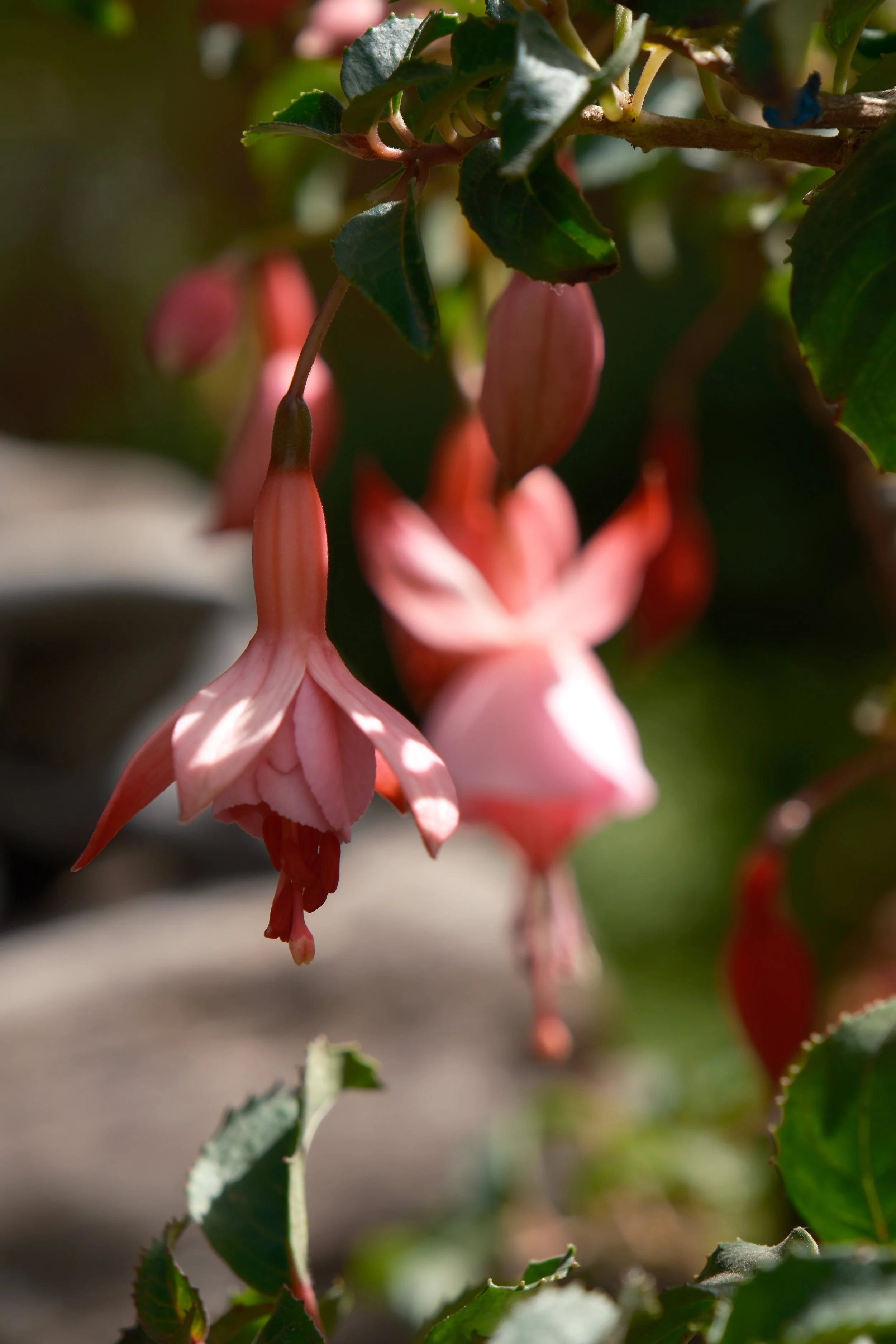 DSCF0338.JPG
