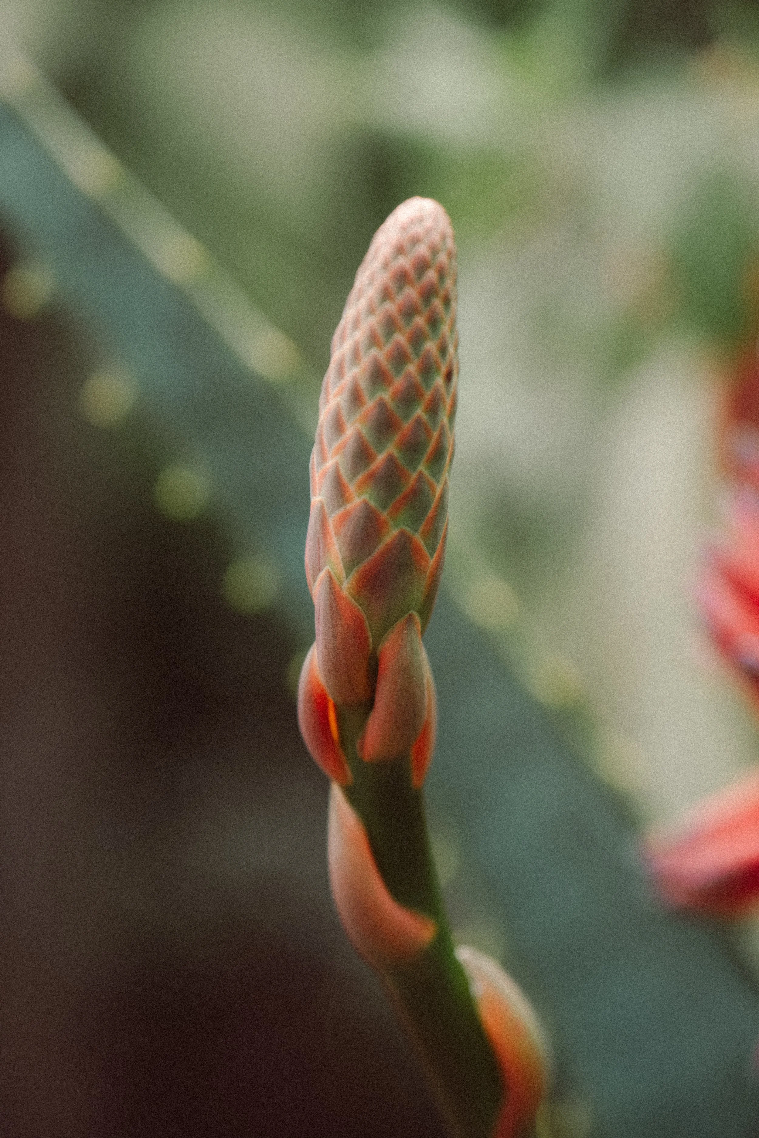 flower-3.jpg
