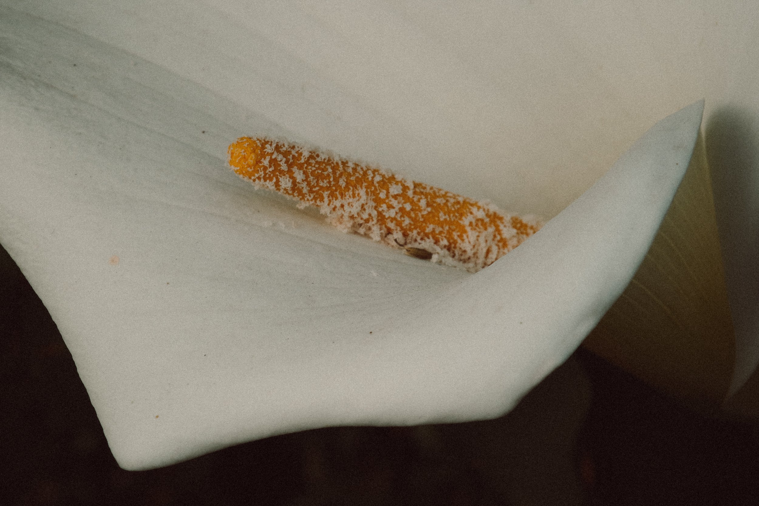 flower-1-2.jpg