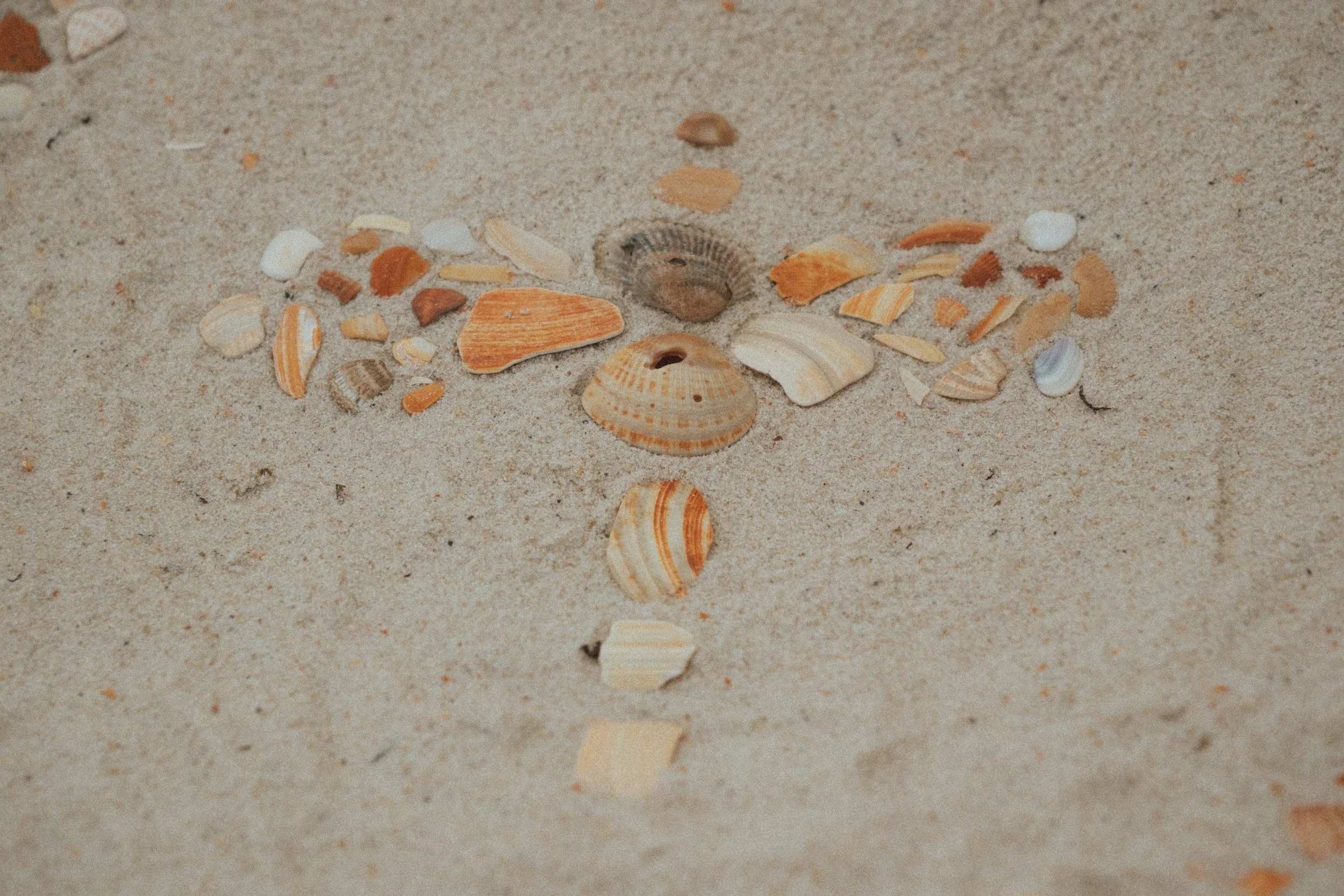 shells-1.jpg