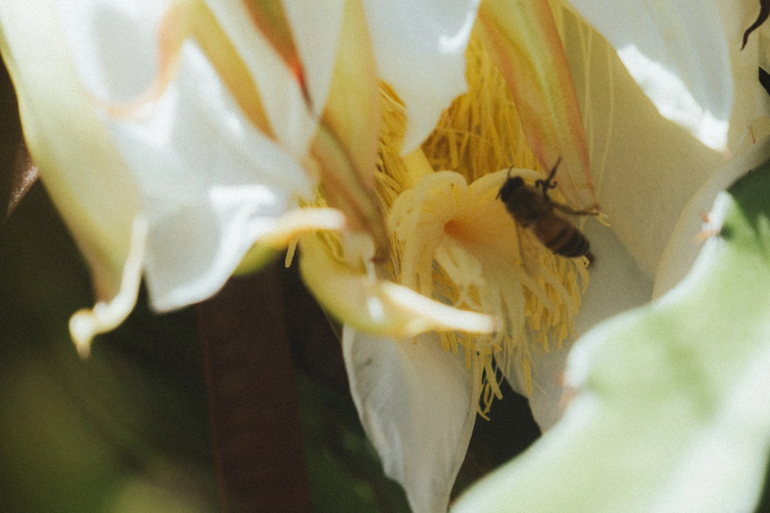 hawaii plants-2.jpg