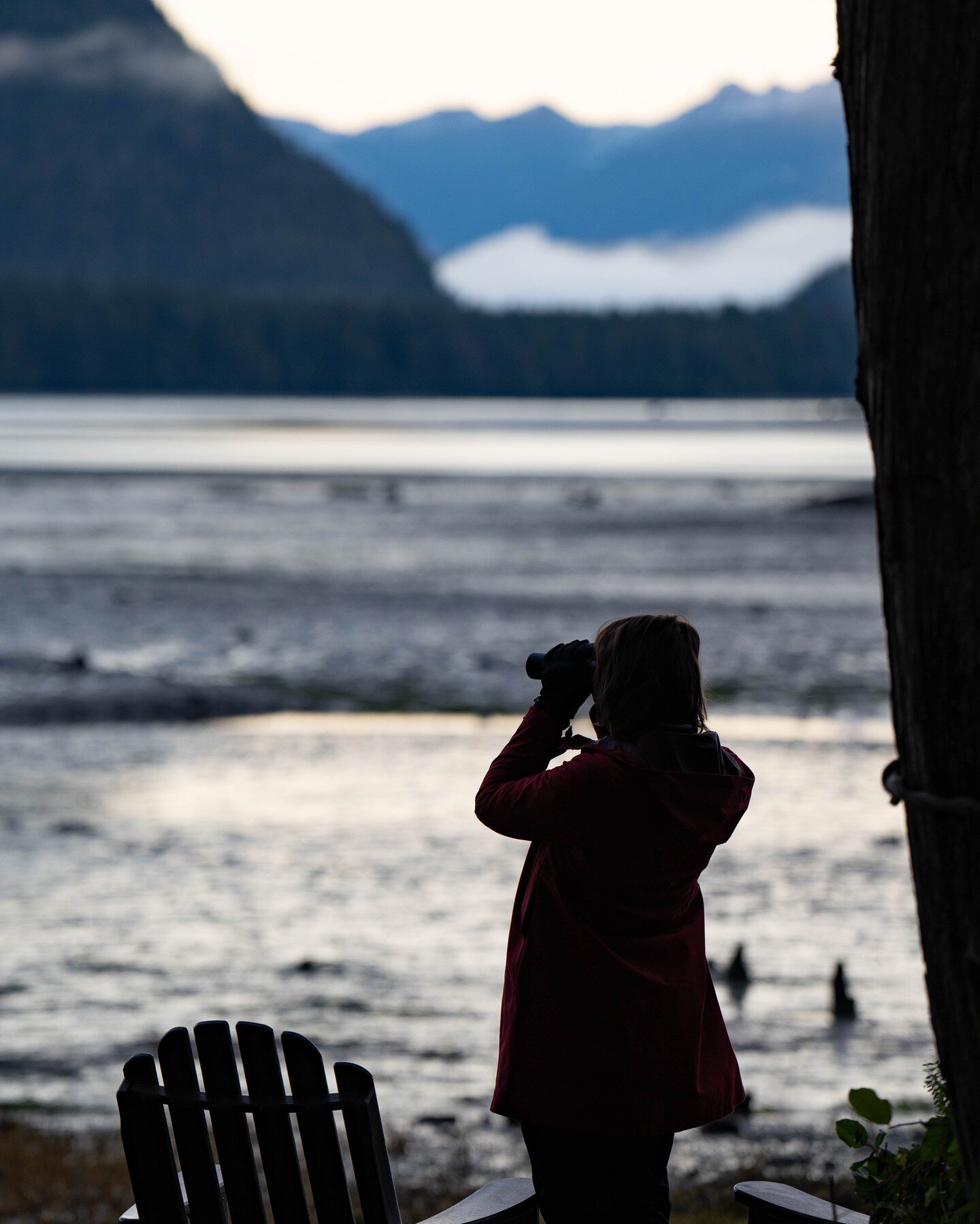 It's been quite a week of bird watching at Cedarwood Cove, with the thousands of shorebirds migrating on their magnificent journey. The cabin provides front row seats to the show!

&quot;Every year from late April through May, flocks of sandpipers, p