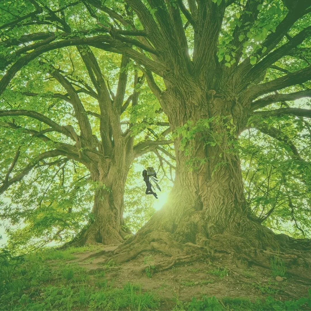 Enter the World of Faeries and Gnomes