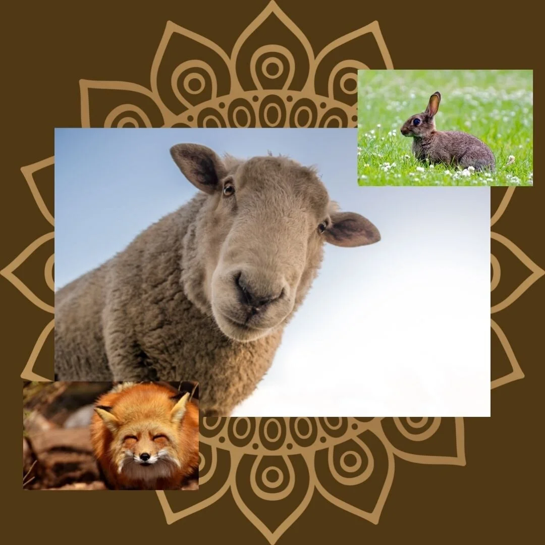 Animal Messages