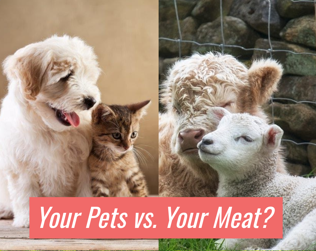 your pets.png