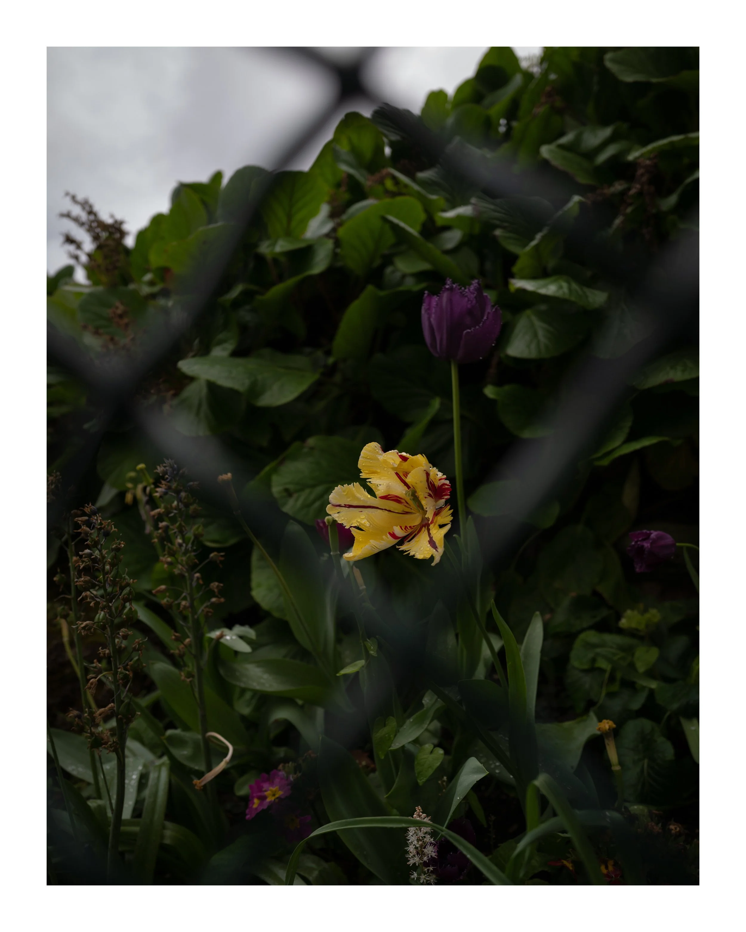 Tulipes 8x10 border.jpg