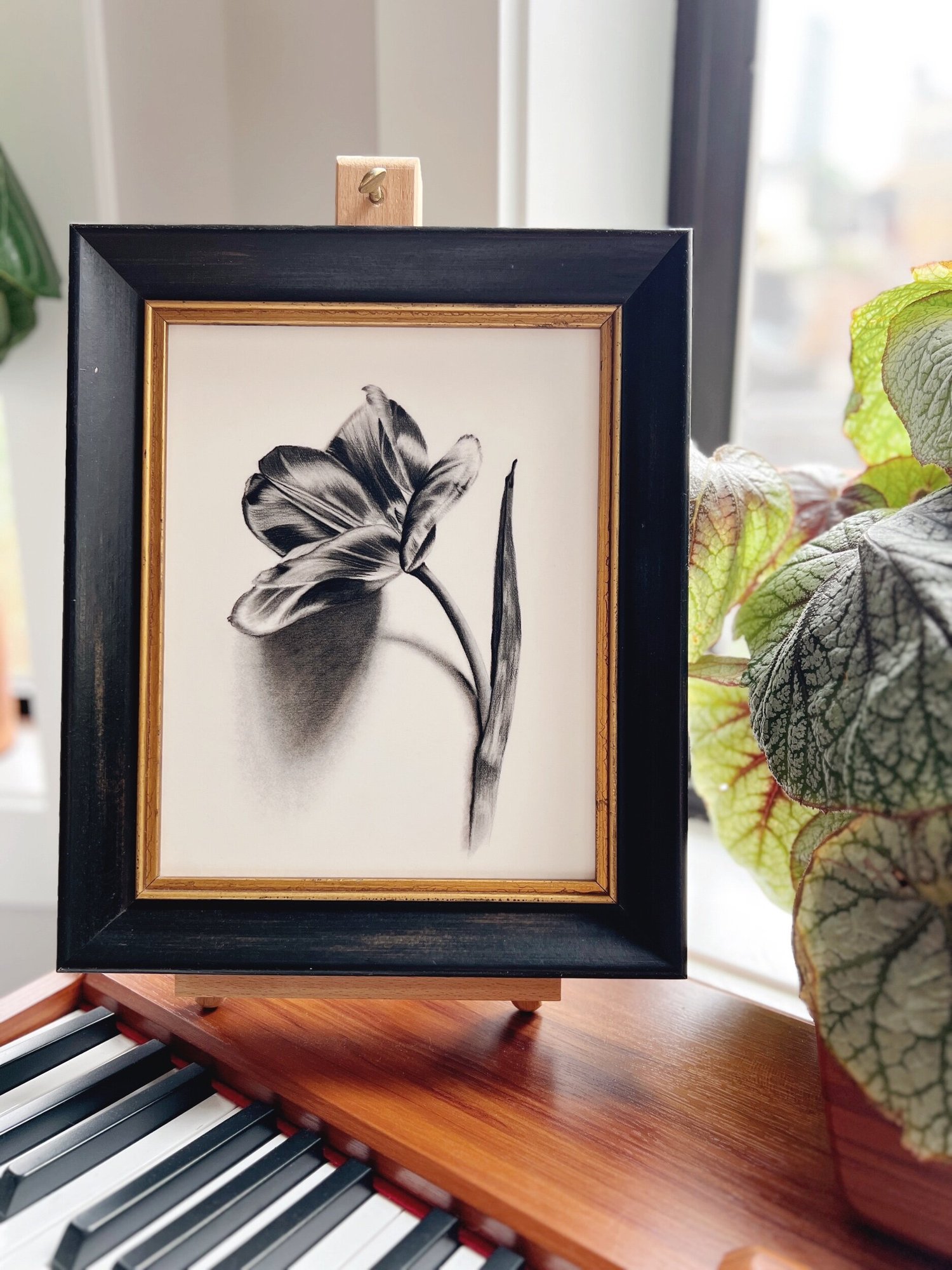 Single Stem Tulip in Charcoal — Kesia Finley Art