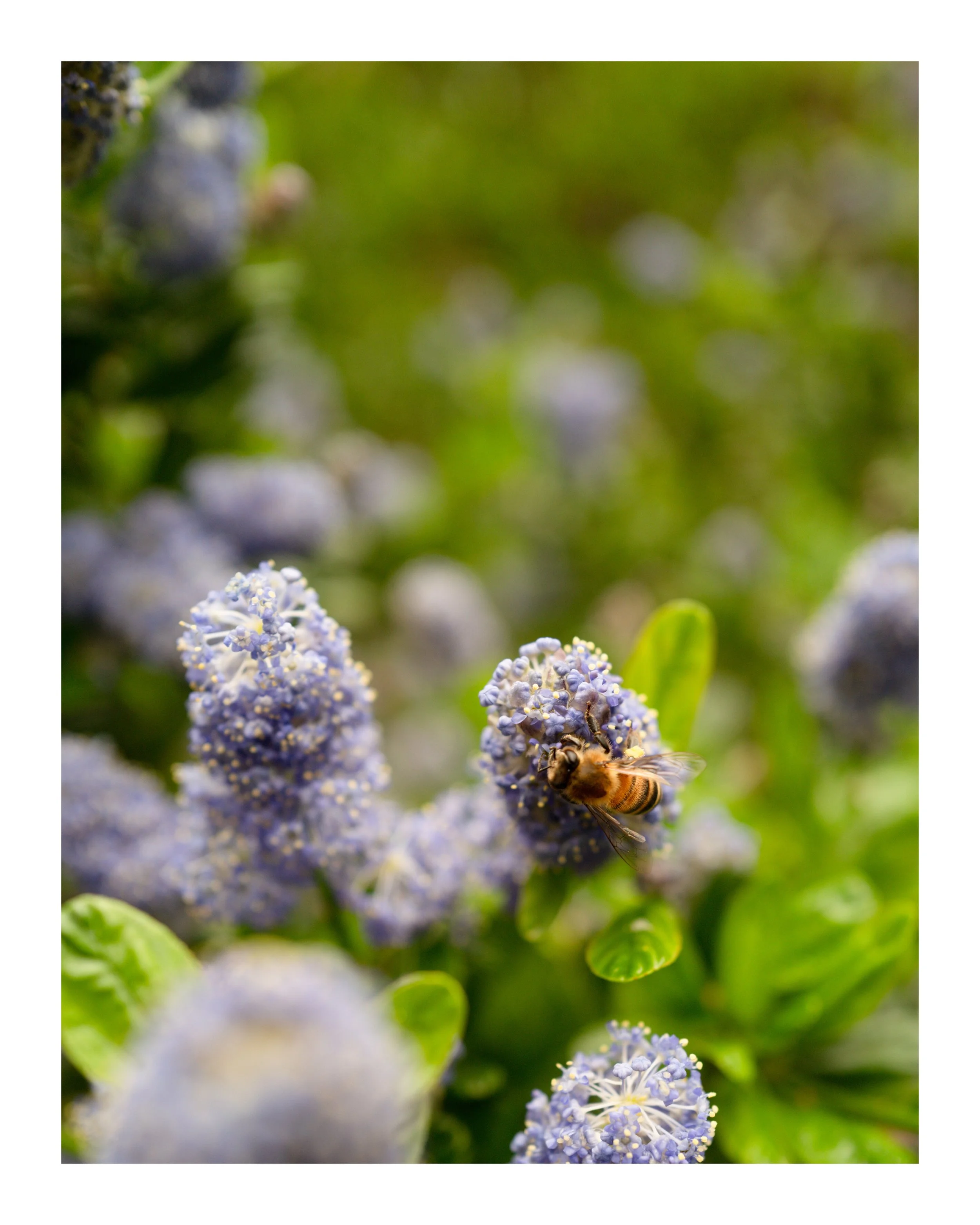 Wings 8x10 border.jpg